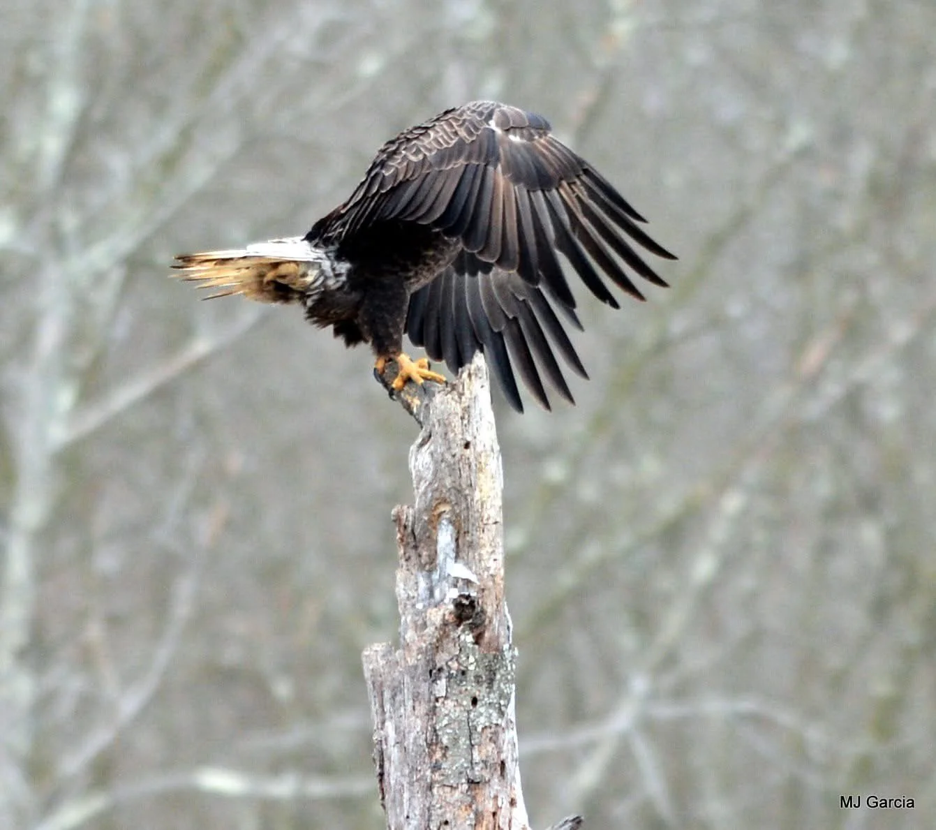 Wings and movement · 76

An eagle spreads its wings over the top of a tall broken tree trunk.

Capture date unconfirmed. Exact site pending confirmation.