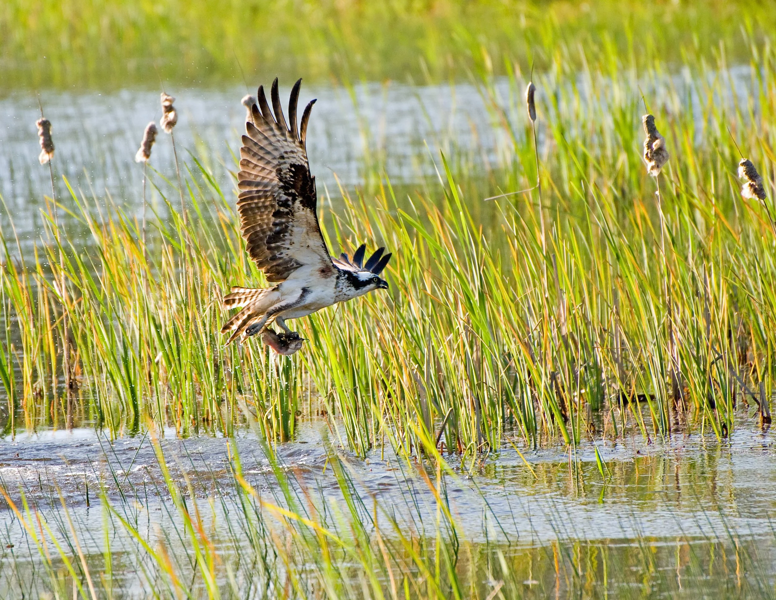Osprey flying low over marsh water while carrying a fish in its talons.