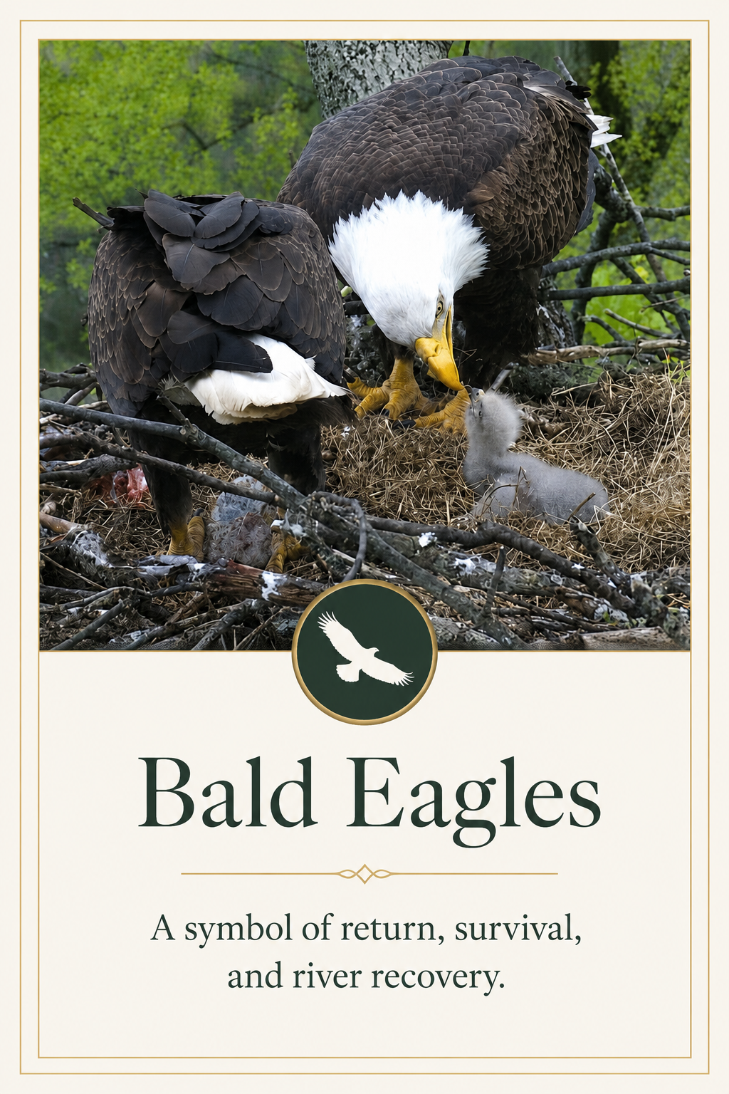 Bald Eagles and Eagle Watch - explore the bald eagle restoration story.
