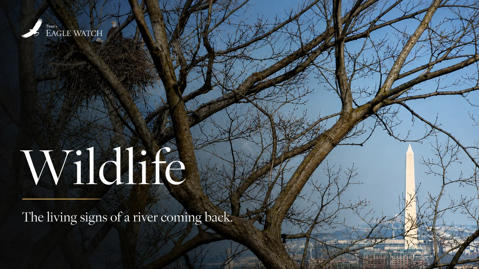 D.C. bald eagles along the river - open the D.C. Bald Eagles Gallery.