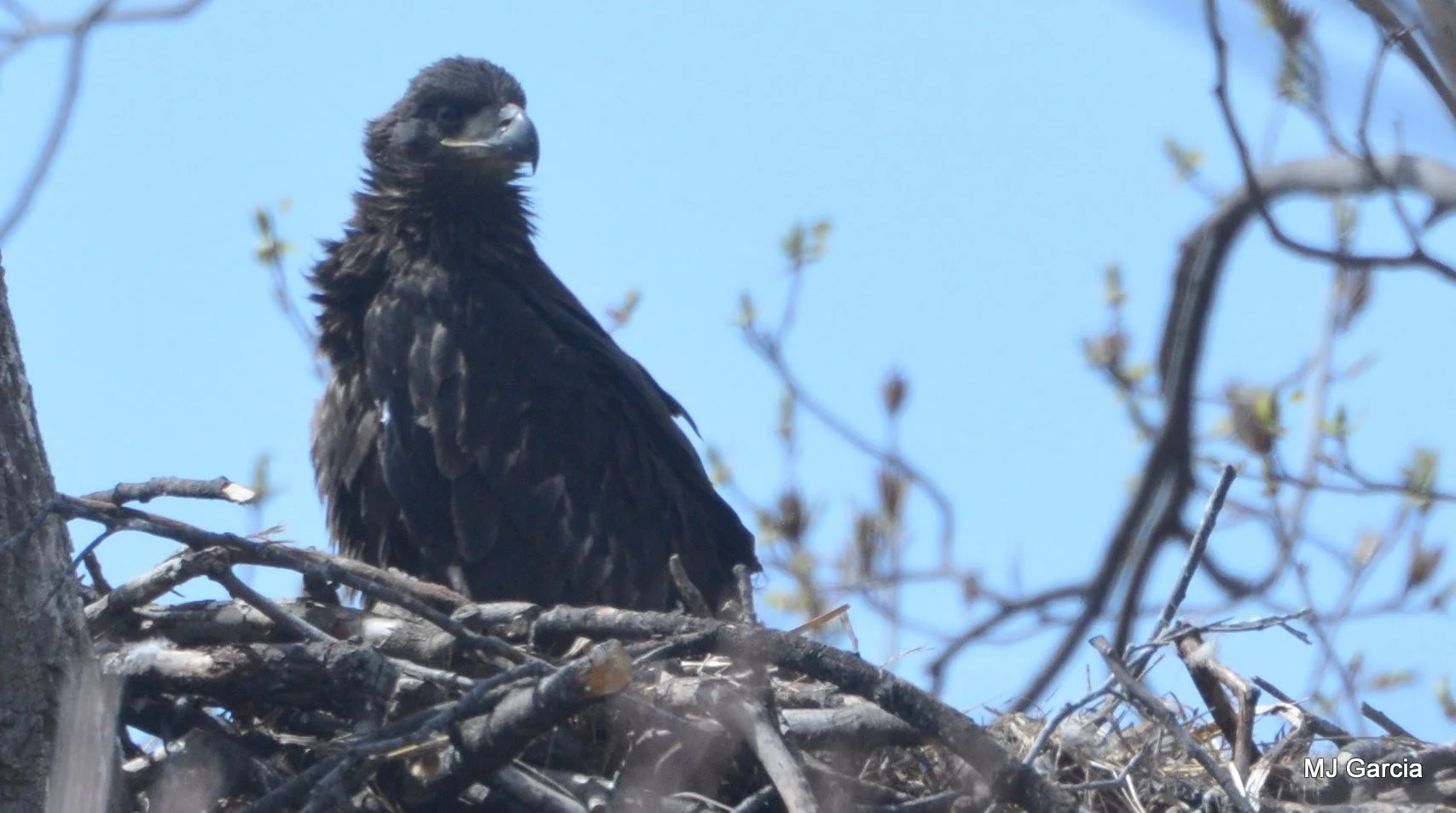 Nest observation · 12

A dark young eagle stands in a stick nest, facing slightly toward the viewer.

Embedded camera date: 2018-04-06 14:04:40. Camera clock and timezone uncorroborated. Exact site pending confirmation.