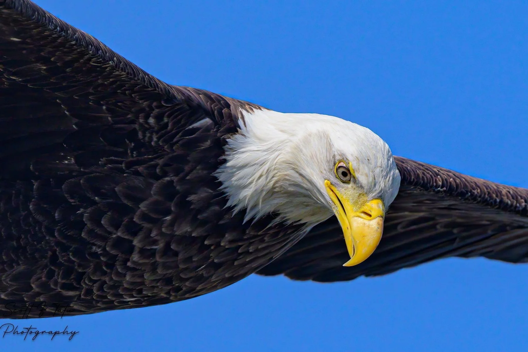 Wings and movement · 56

A close view shows an eagle's lowered head and extended wings in flight.

Capture date unconfirmed. Exact site pending confirmation.