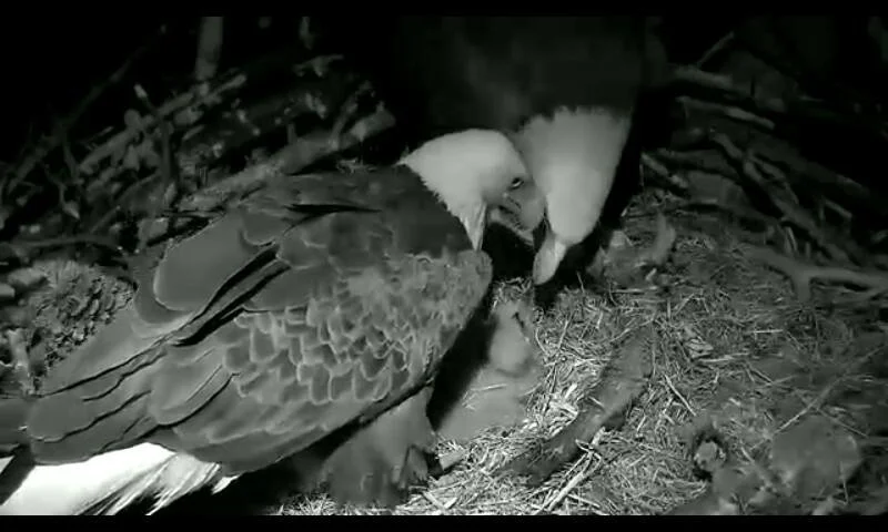Night-vision nest-camera image of two adult bald eagles tending young at the U.S. National Arboretum nest.