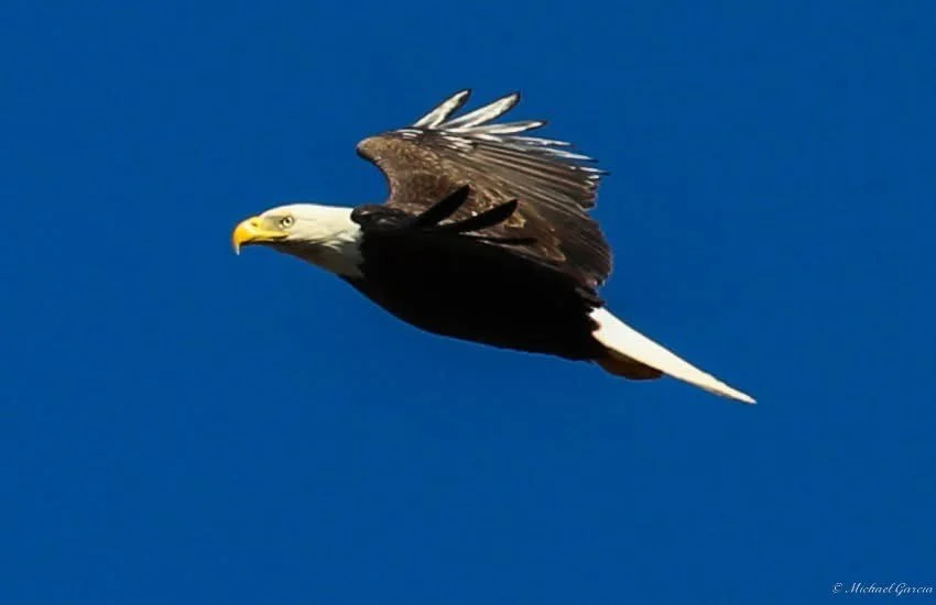 Wings and movement · 74

An eagle flies horizontally with its wings lifted above its body.

Capture date unconfirmed. Exact site pending confirmation.