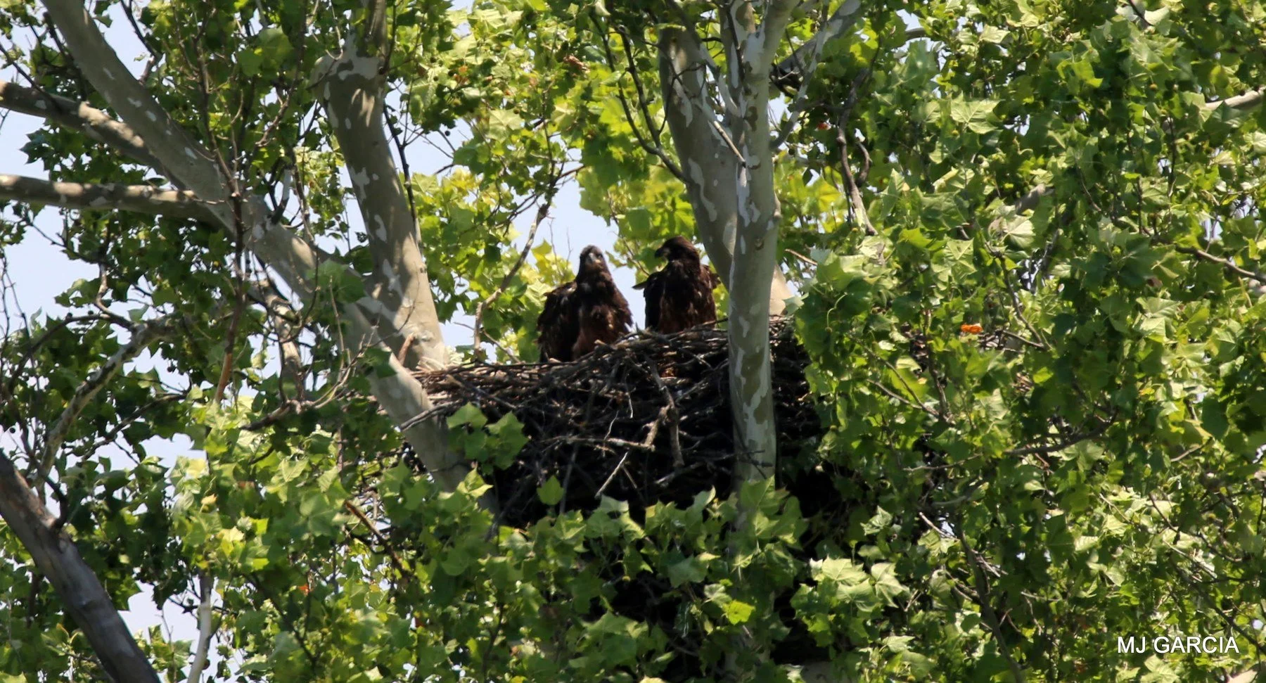 Nest observation · 01

Two dark young birds stand above the rim of a leafy stick nest.

Embedded camera date: 2023-05-31 13:22:17. Camera clock and timezone uncorroborated. Exact site pending confirmation.