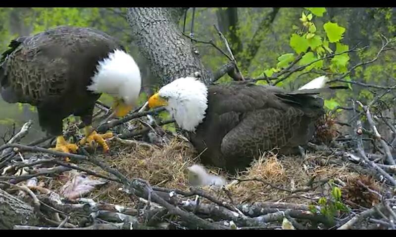 Two adult bald eagles lean over the U.S. National Arboretum nest during daylight.