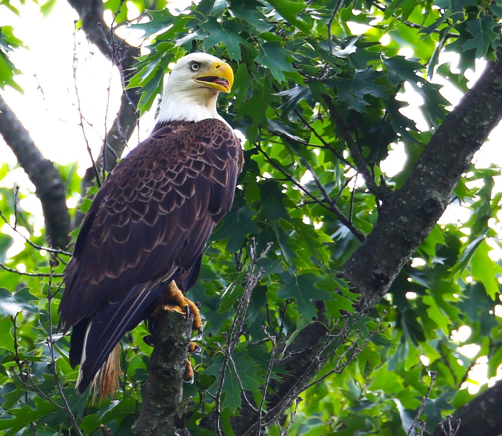 Wings and movement · 39

A white-headed eagle perches among green leaves with folded wings.

Embedded camera date: 2024-05-18 16:11:48. Camera clock and timezone uncorroborated. Exact site pending confirmation.