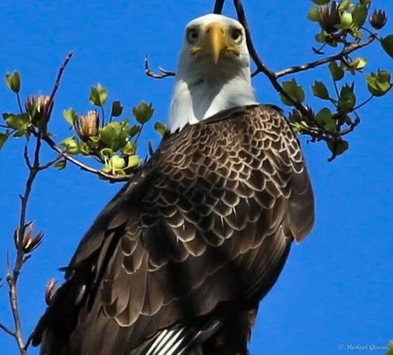 Perches and portraits · 61

An eagle faces the viewer from a budding branch.

Capture date unconfirmed. Exact site pending confirmation.