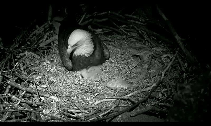 After dark, night vision records an adult settled over the nest.