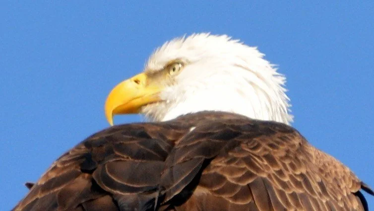 Perches and portraits · 36

A close side portrait shows a white-headed eagle against blue sky.

Embedded camera date: 2015-03-02 10:20:11. Camera clock and timezone uncorroborated. Exact site pending confirmation.