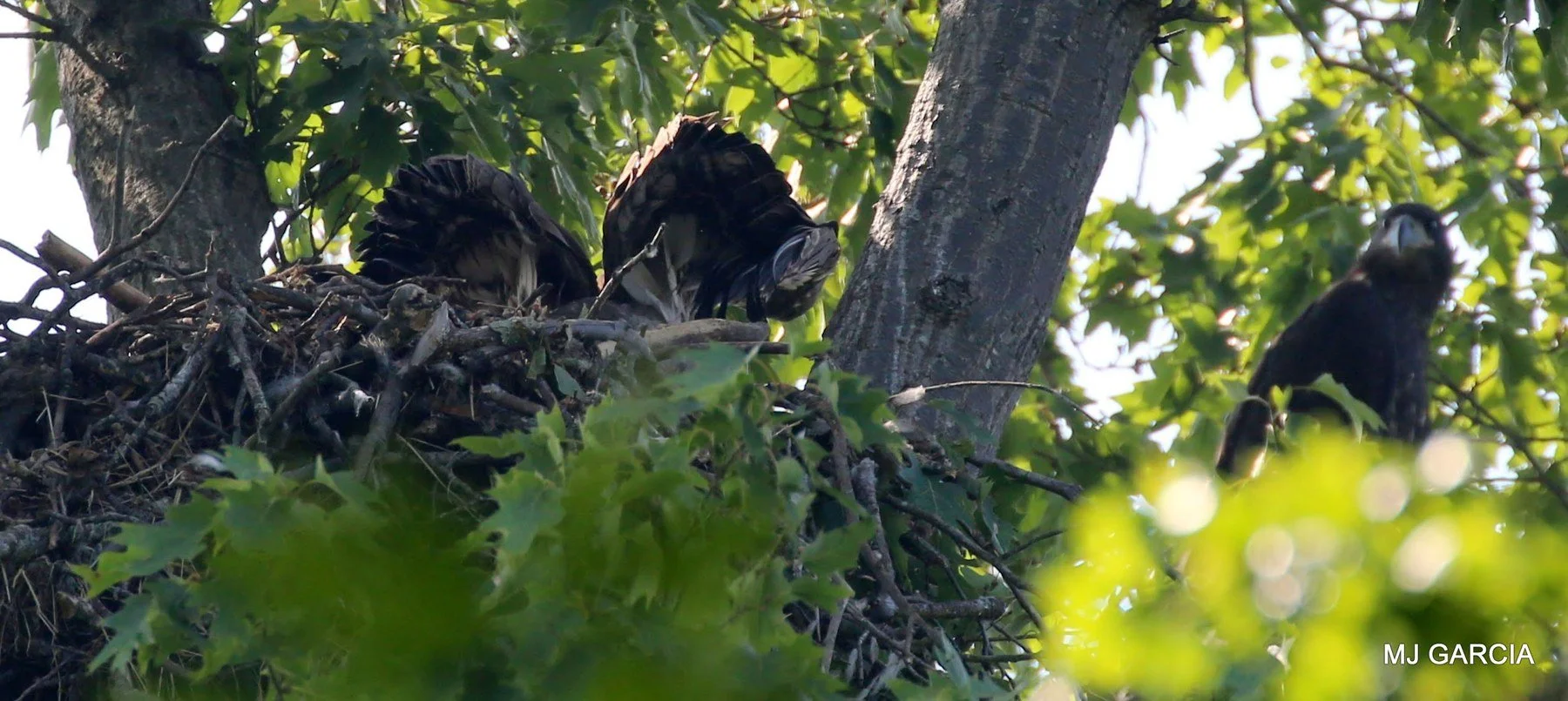 Nest observation · 04

Several dark young birds cluster at the edge of a stick nest behind leaves.

Embedded camera date: 2023-06-01 09:45:14. Camera clock and timezone uncorroborated. Exact site pending confirmation.
