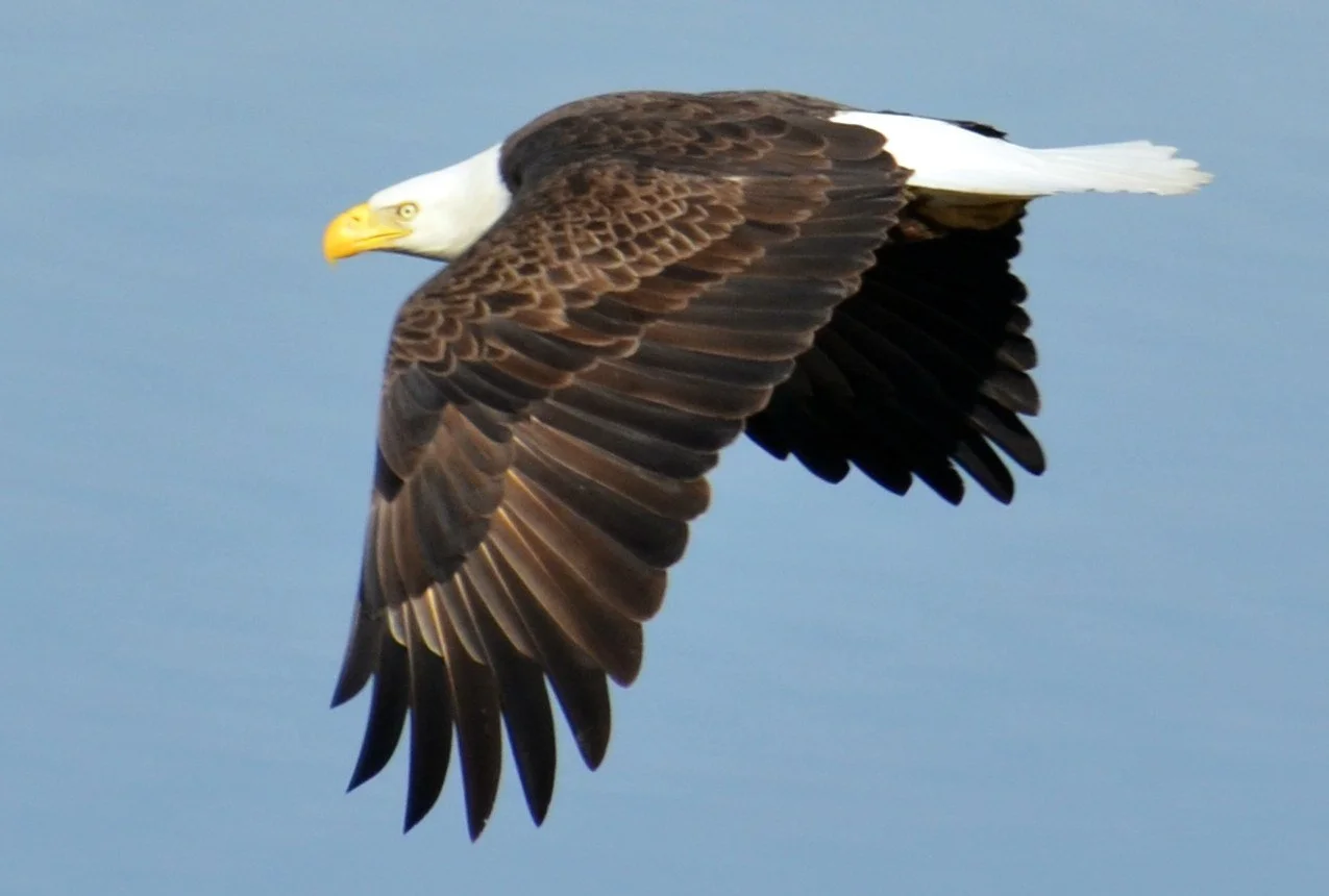 Wings and movement · 34

A white-headed eagle flies in side profile with its wings extended.

Embedded camera date: 2014-04-01 09:35:10. Camera clock and timezone uncorroborated. Exact site pending confirmation.