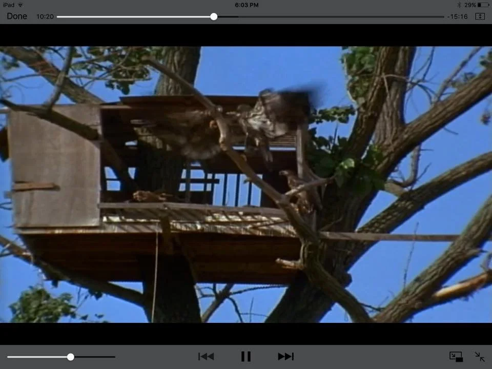 Inside the Arboretum hack box, young eagles stand at the threshold of release.