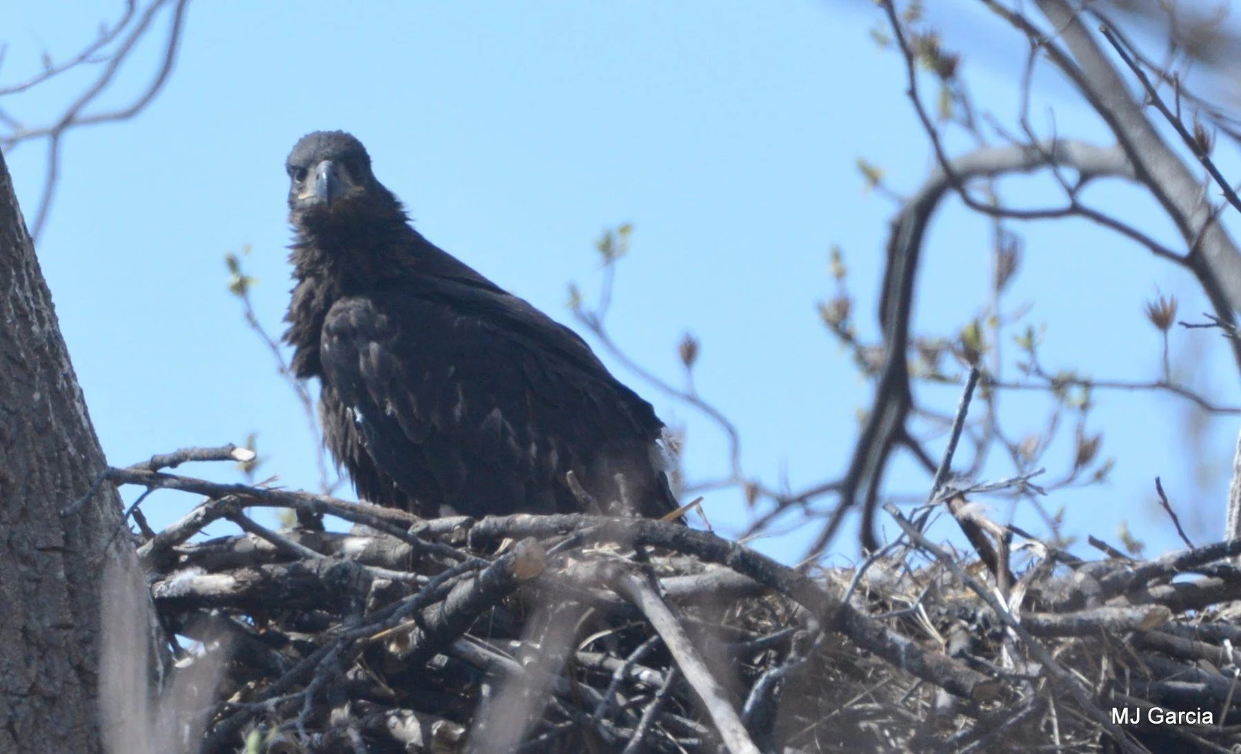 Nest observation · 11

A dark young eagle stands above the rim of a stick nest among bare branches.

Embedded camera date: 2018-04-06 14:04:31. Camera clock and timezone uncorroborated. Exact site pending confirmation.
