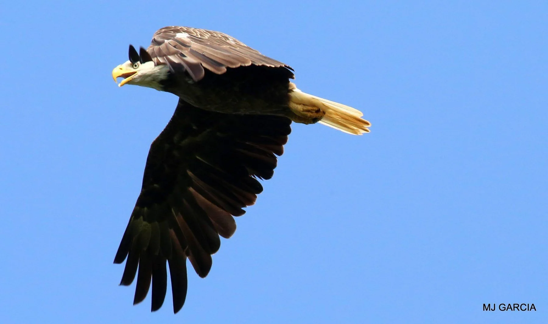 Wings and movement · 08

An eagle flies with one wing arcing downward against a clear blue sky.

Embedded camera date: 2023-06-01 09:55:45. Camera clock and timezone uncorroborated. Exact site pending confirmation.