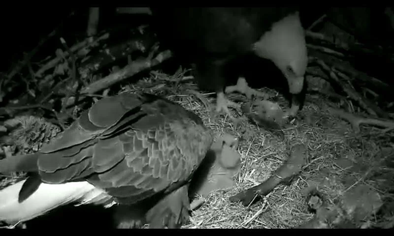 Night-vision nest-camera image of an adult bald eagle tending eaglets at the U.S. National Arboretum nest.