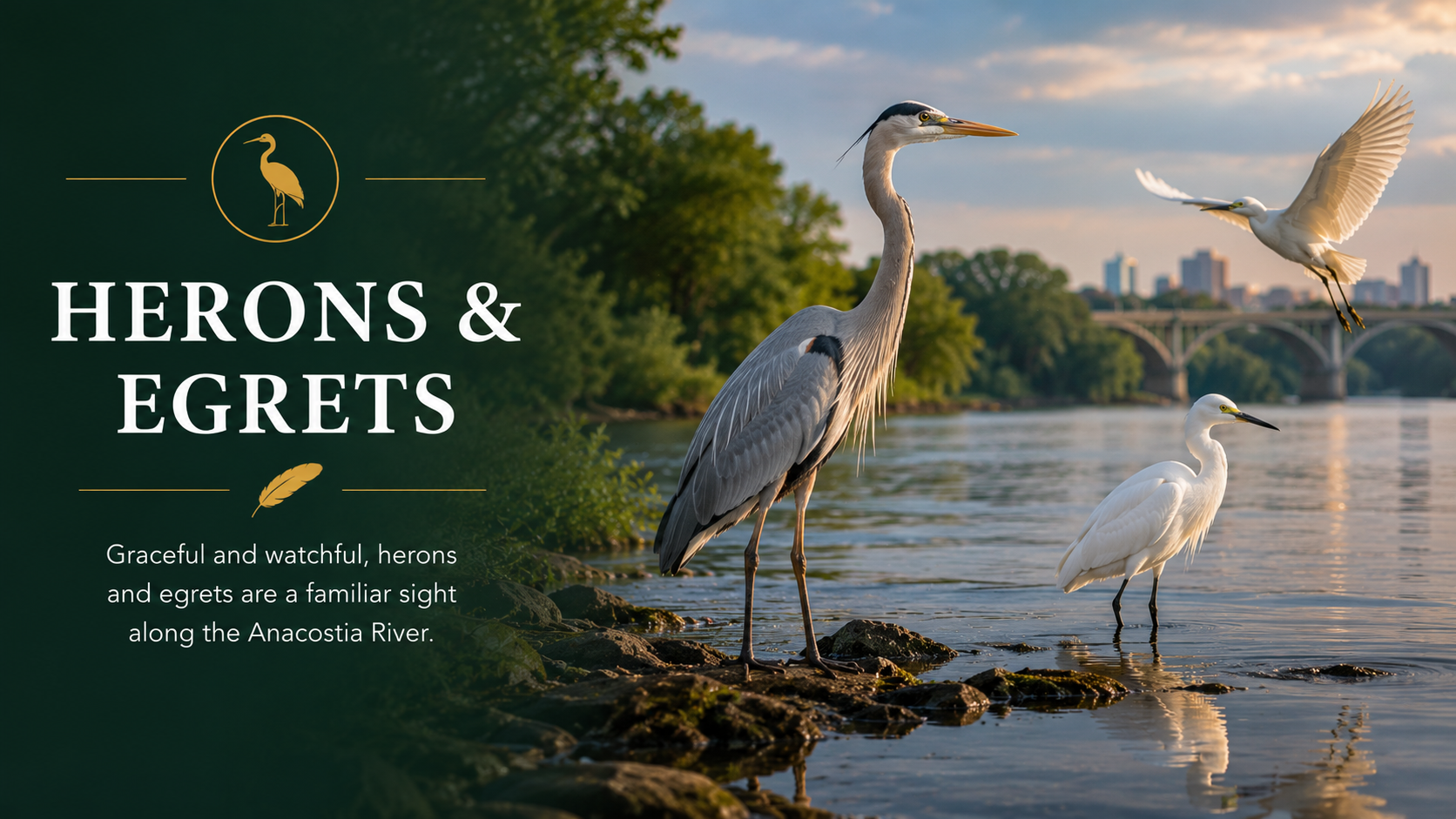 Herons and Egrets panel showing a great blue heron and two white egrets at the Anacostia River shoreline.