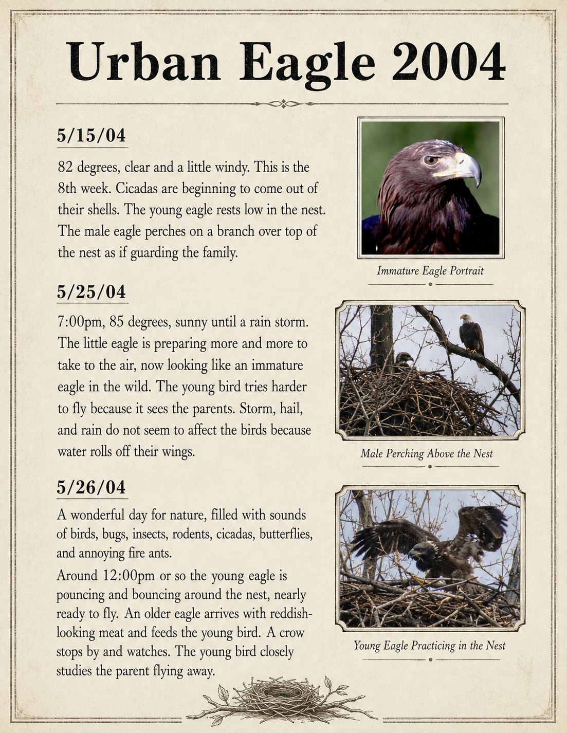 Urban Eagle 2004 field journal, May 15–26: cicadas emerge, the male guards from above, storms roll through, and the young eagle practices the wingbeats and balance needed for its first flight.