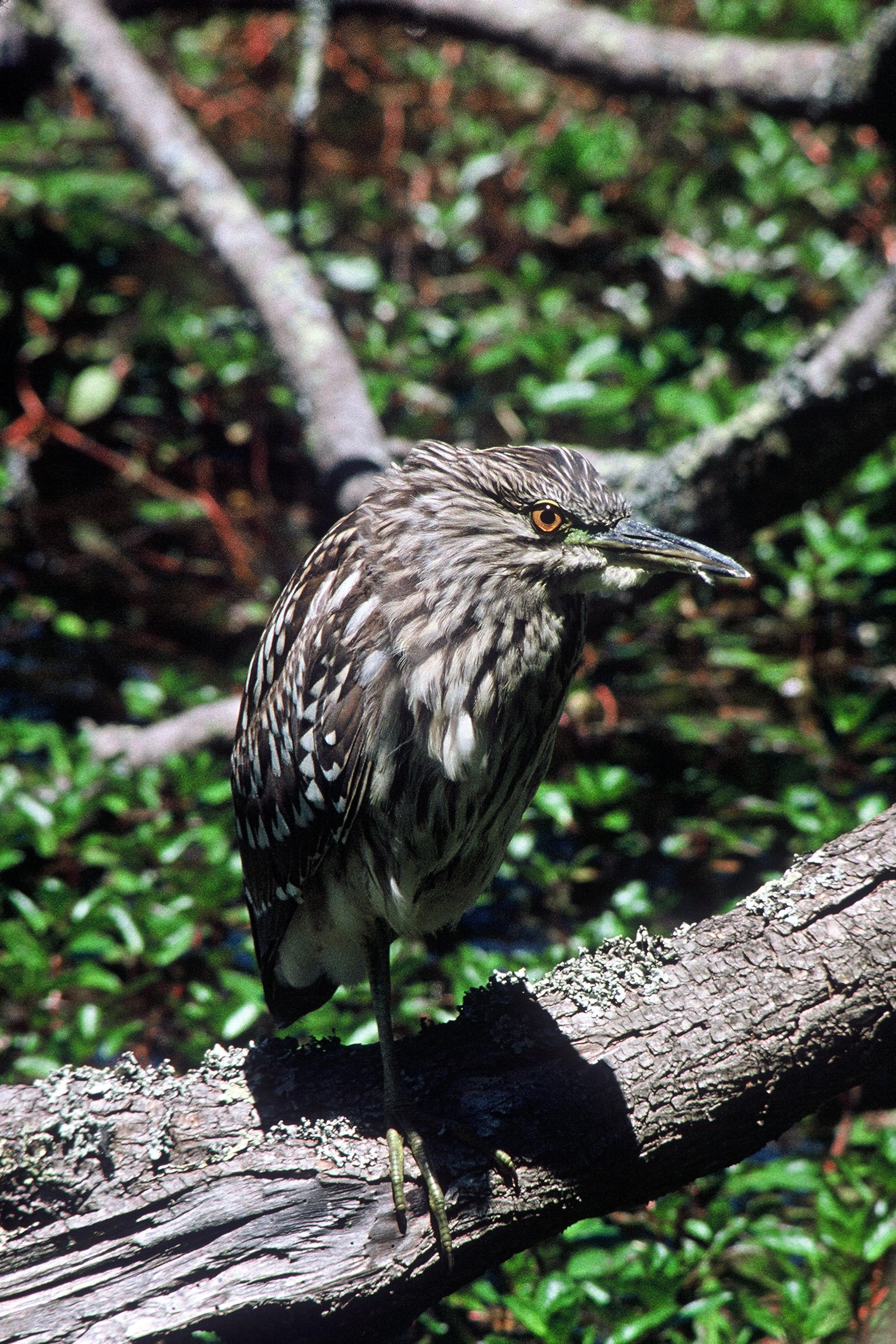 Juvenile black-crowned night heron standing at the water's edge.