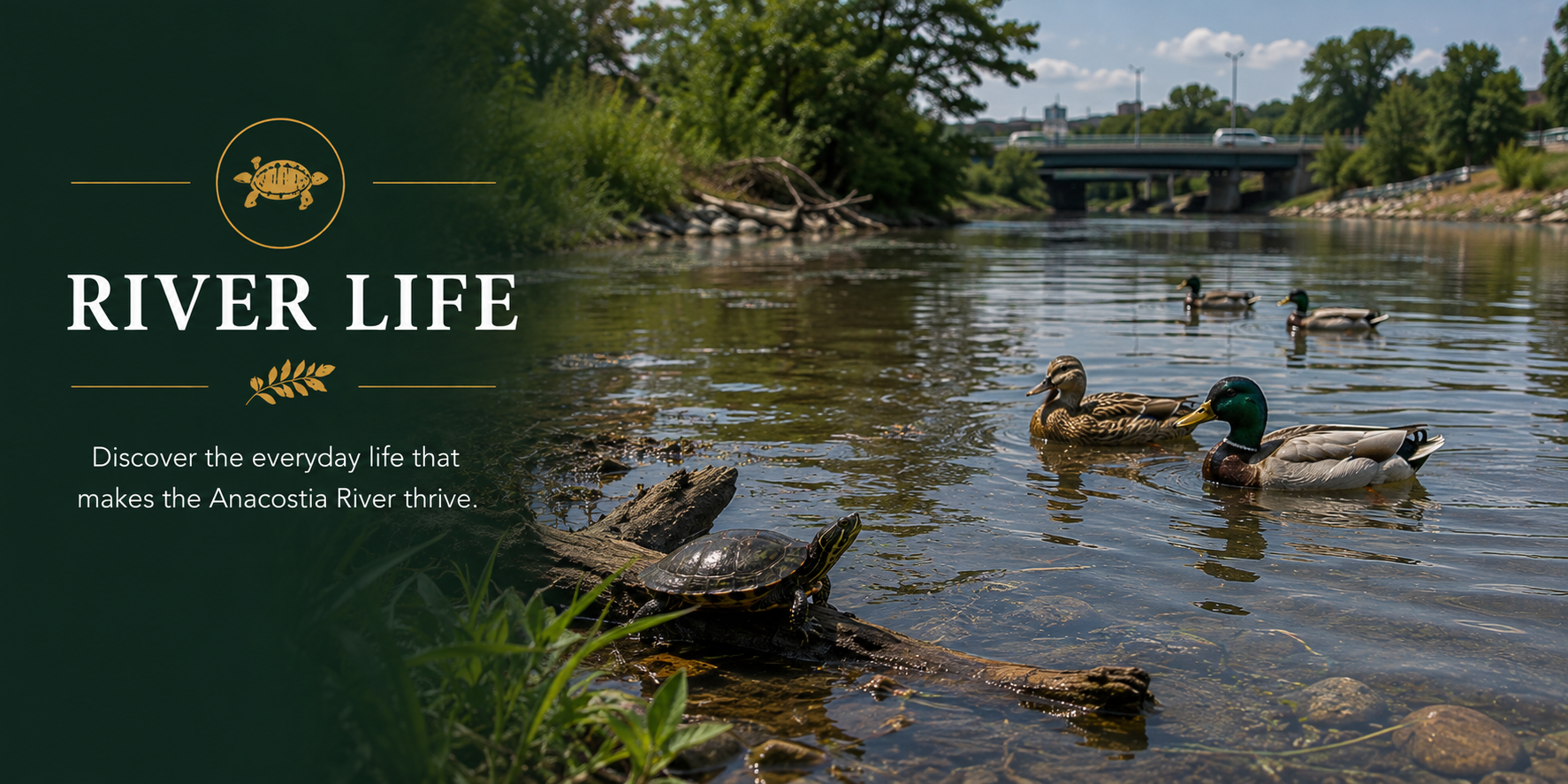River Life panel showing turtles resting near the shoreline and mallard ducks swimming on the Anacostia River.