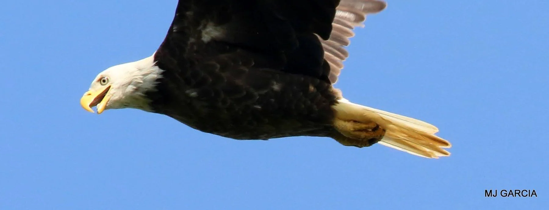 Wings and movement · 07

A white-headed eagle flies against blue sky with its bill open and tail extended.

Embedded camera date: 2023-06-01 09:55:45. Camera clock and timezone uncorroborated. Exact site pending confirmation.