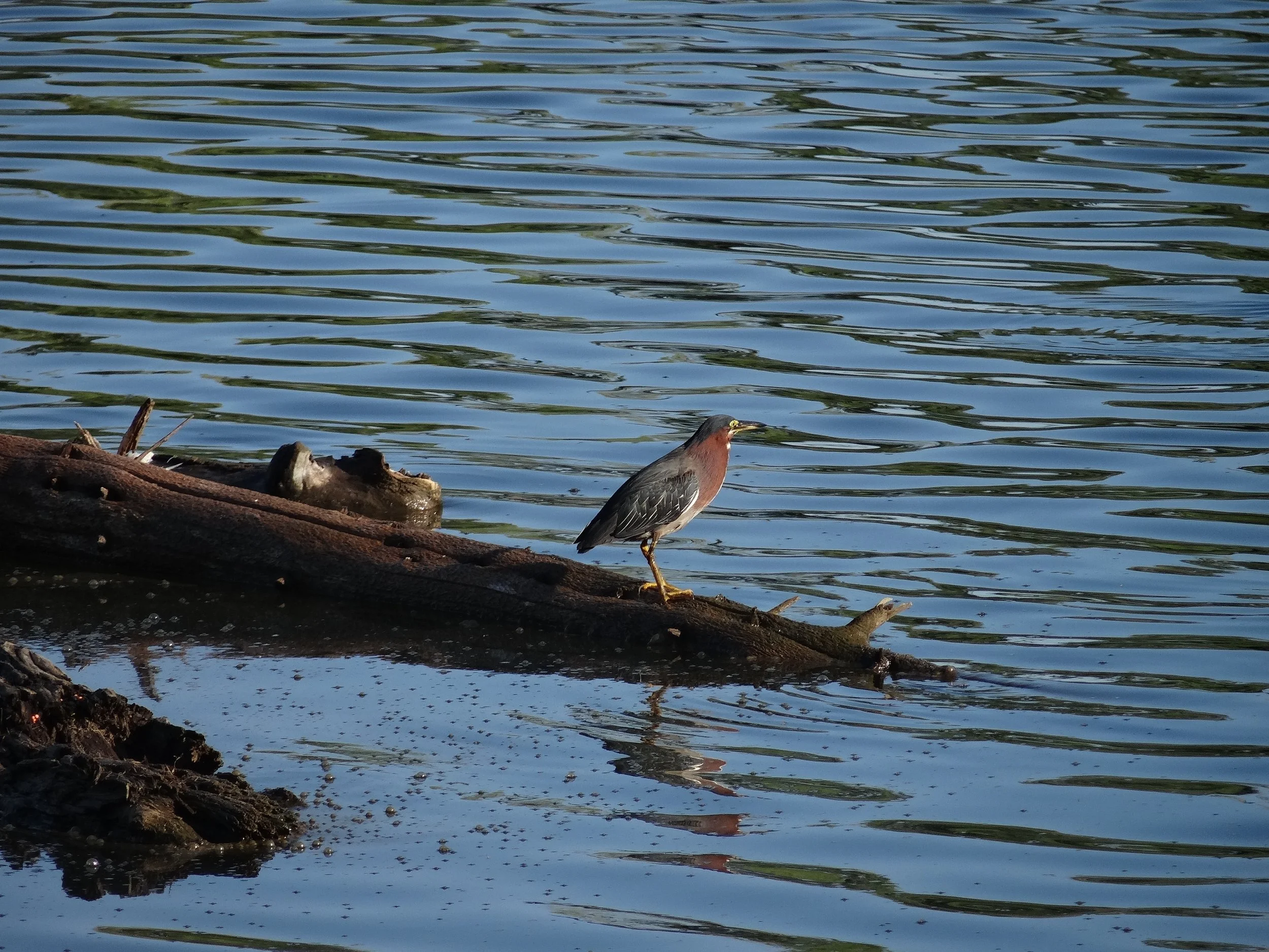Small green heron standing on a fallen log beside rippled water.