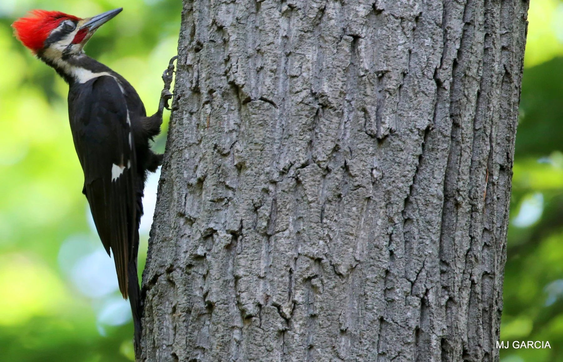 Woodpeckers — Pileated woodpecker in profile

A red-crested woodpecker grips the side of a broad tree trunk.

Dead trees and fallen logs provide important feeding places for pileated woodpeckers.

Photography © Michael Garcia | Used with permission