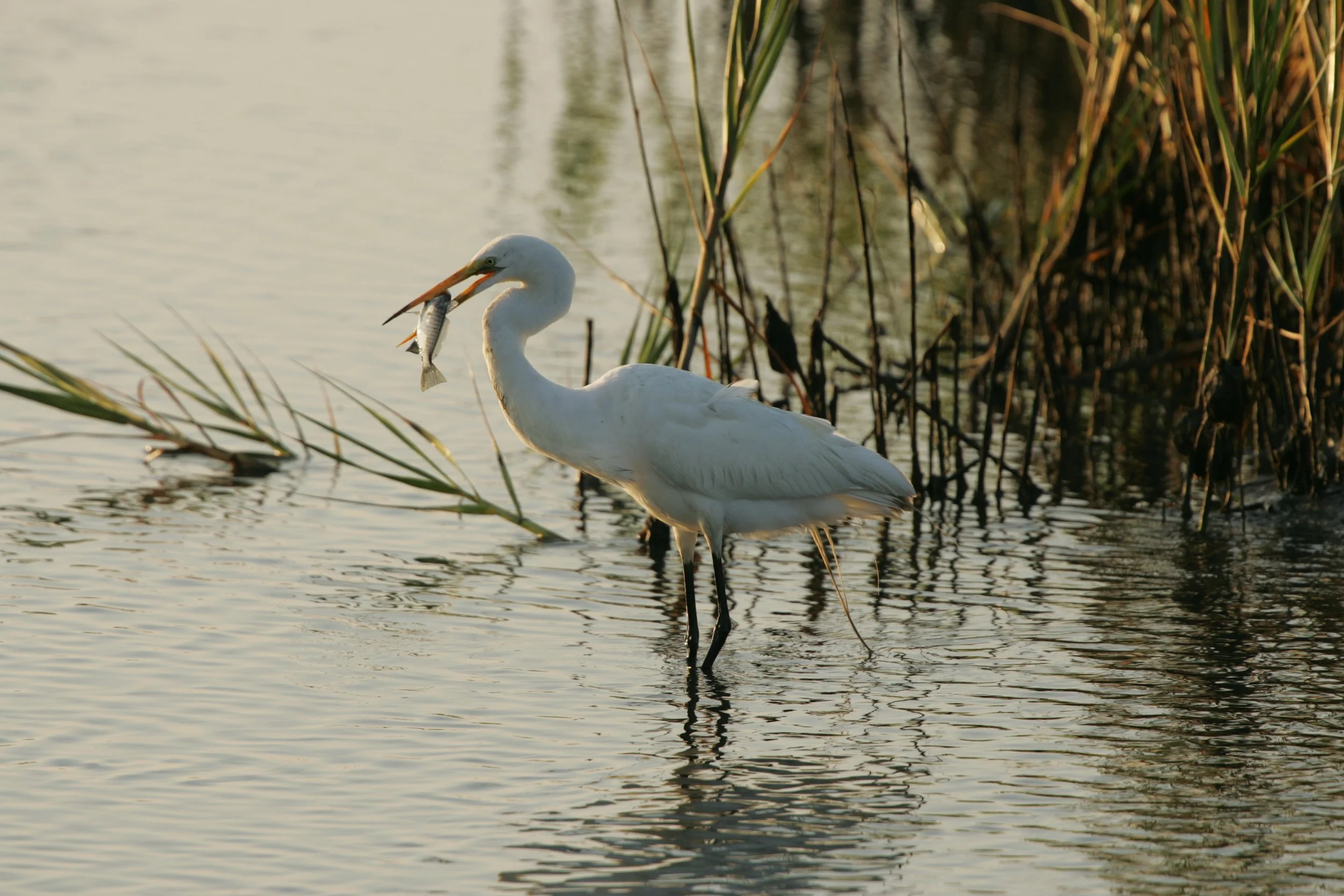 Great egret standing in shallow marsh water with a small fish in its bill.