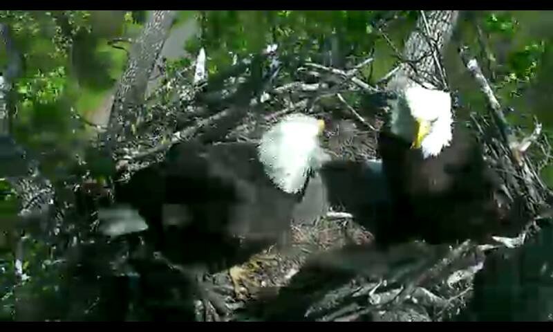 An adult bends toward the eaglet as feeding begins.