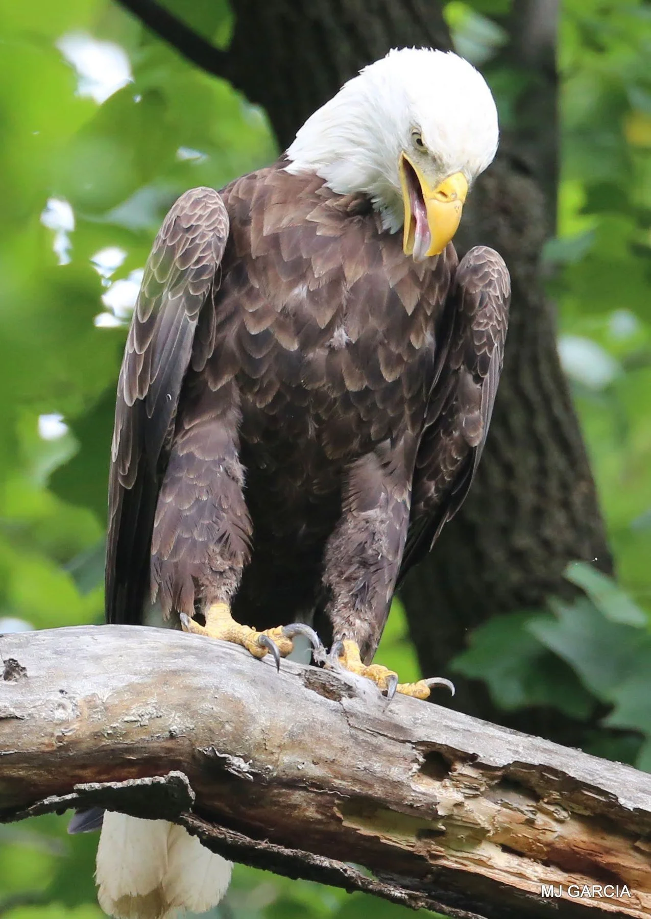 Perches and portraits · 30

A perched eagle bends its head downward toward a broad branch.

Embedded camera date: 2023-06-26 10:07:09. Camera clock and timezone uncorroborated. Exact site pending confirmation.