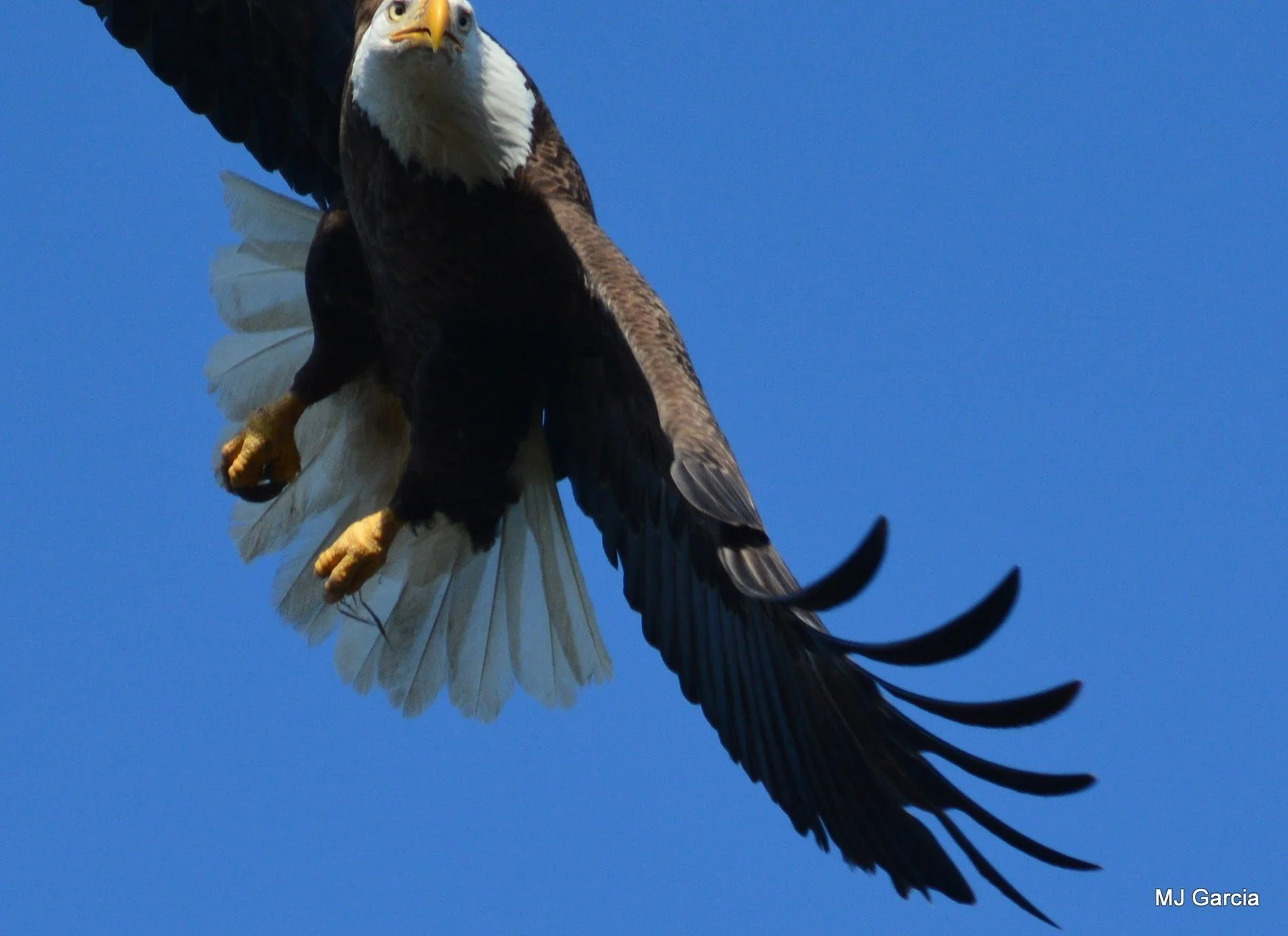 Wings and movement · 17

An eagle flies with one wing curving downward and its white tail fanned.

Embedded camera date: 2018-04-08 16:54:03. Camera clock and timezone uncorroborated. Exact site pending confirmation.