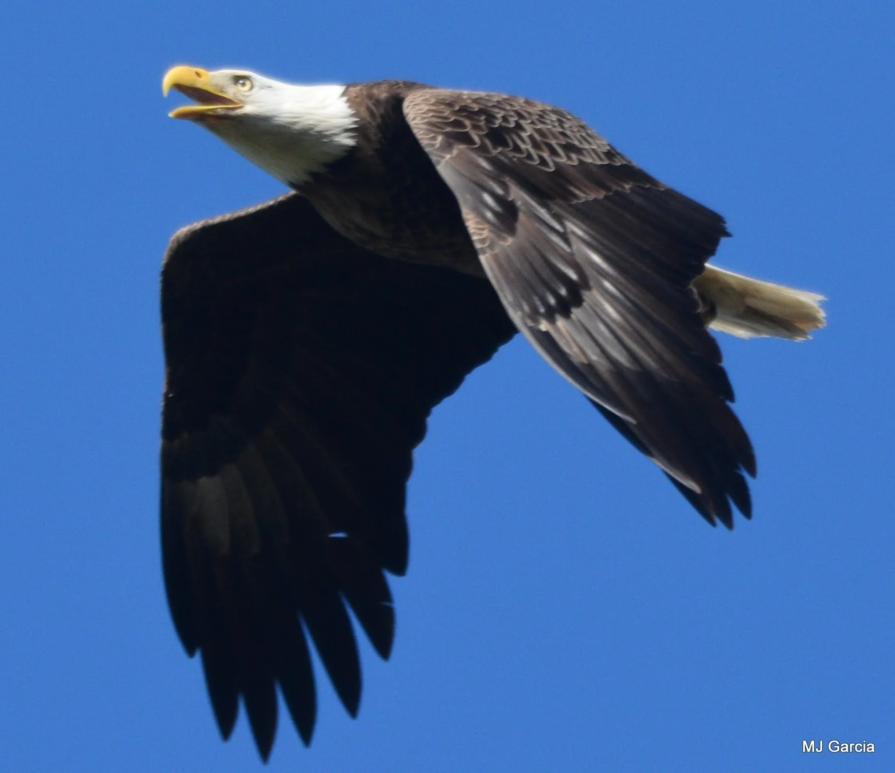Wings and movement · 23

An eagle flies against blue sky with its bill open and wings angled downward.

Embedded camera date: 2018-04-19 16:25:27. Camera clock and timezone uncorroborated. Exact site pending confirmation.