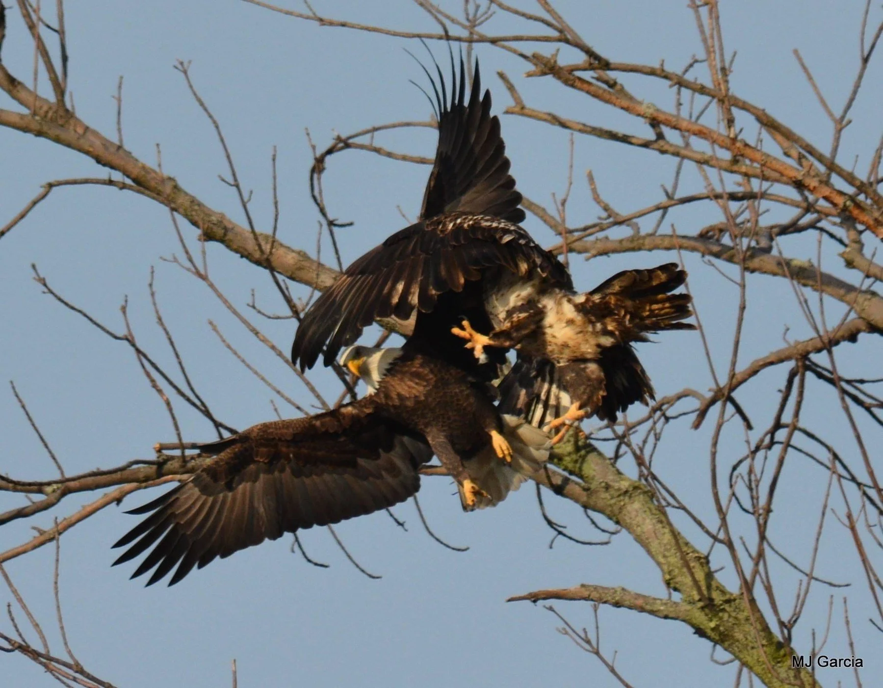 Perches and portraits · 43

Two mottled eagles overlap with wings extended among bare branches.

Capture date unconfirmed. Exact site pending confirmation.