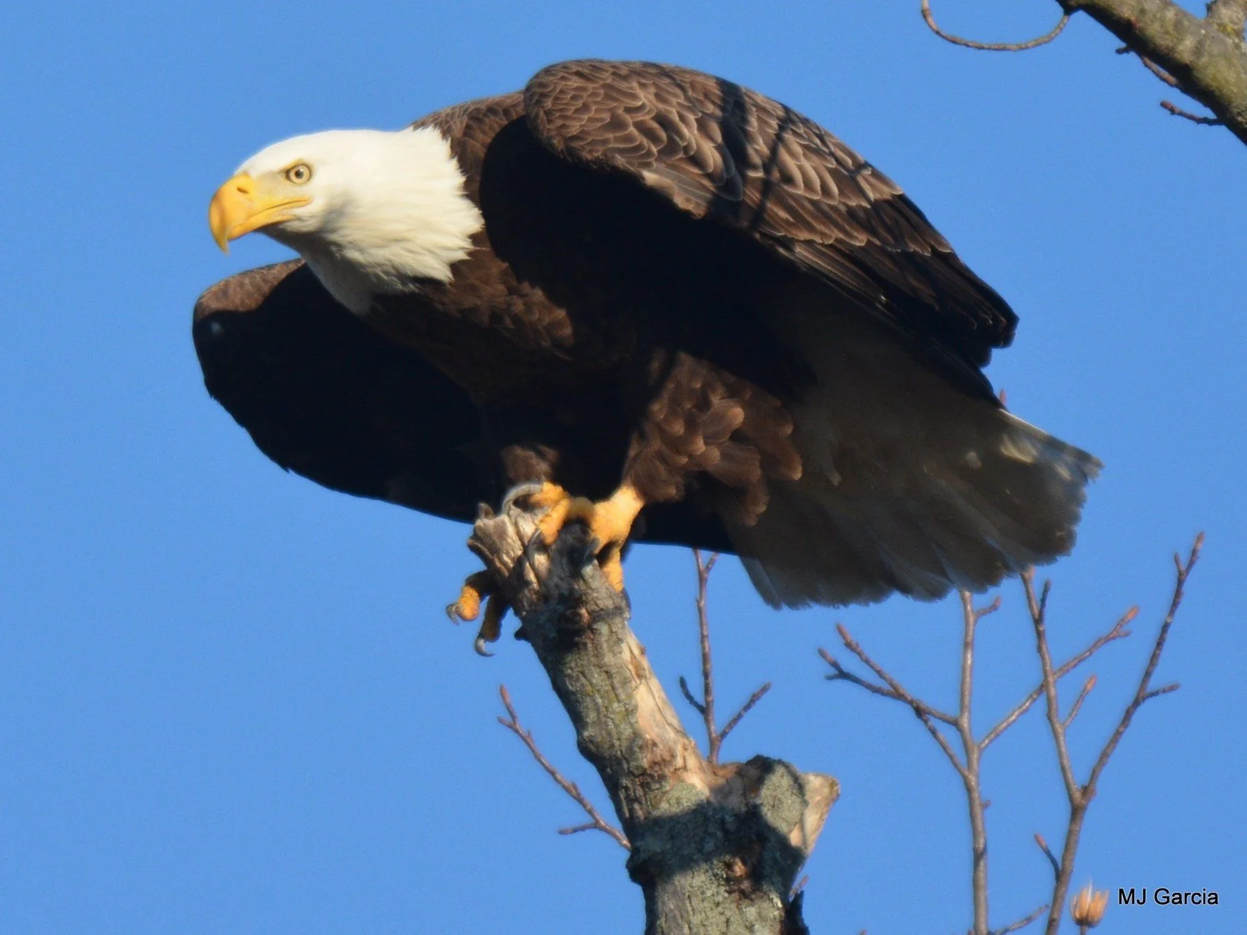 Perches and portraits · 52

An eagle grips the top of a broken perch with its wings partly open.

Capture date unconfirmed. Exact site pending confirmation.