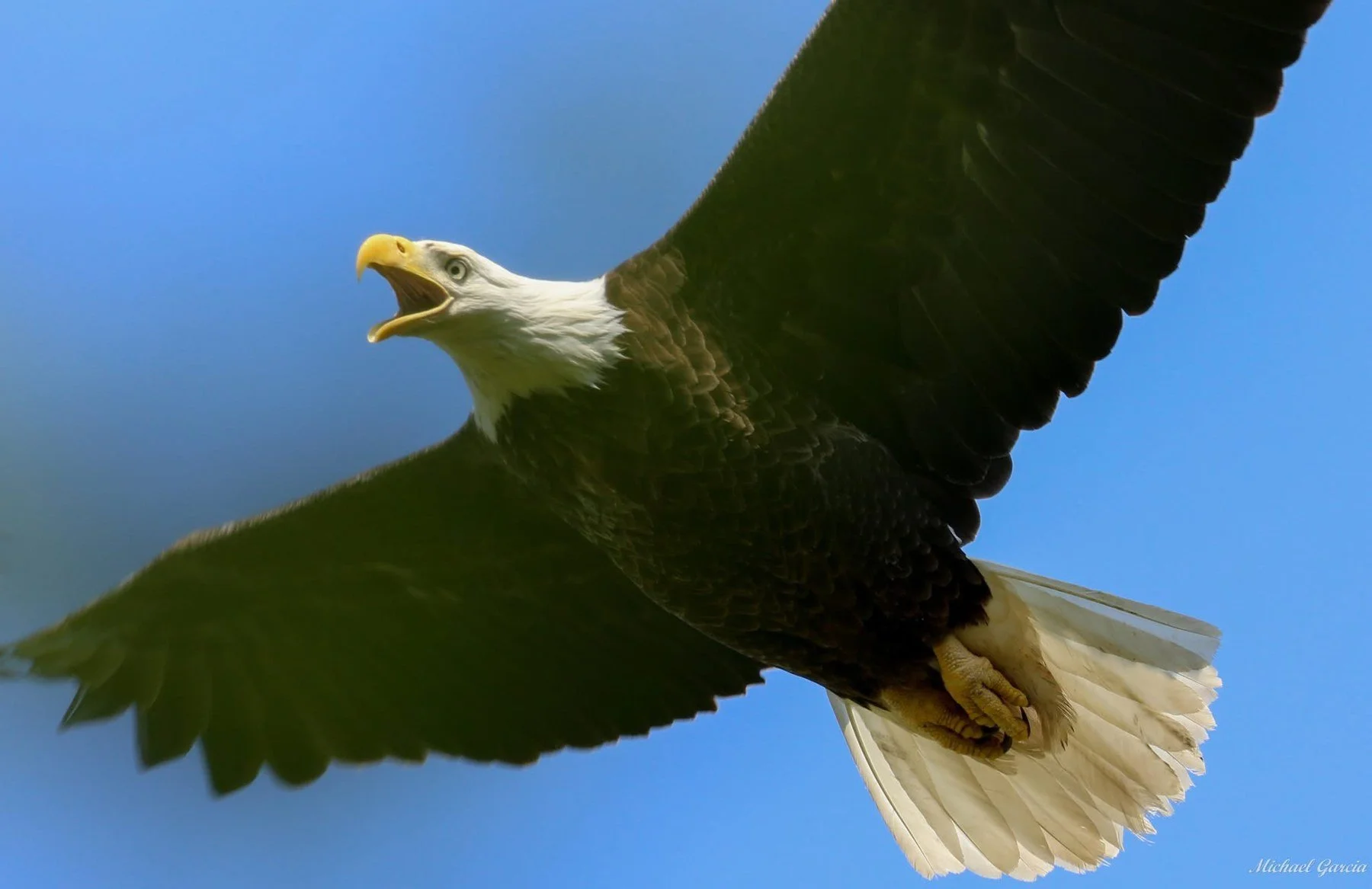 Wings and movement · 67

An eagle flies overhead with its bill open, dark wings spread, and white tail fanned.

Capture date unconfirmed. Exact site pending confirmation.