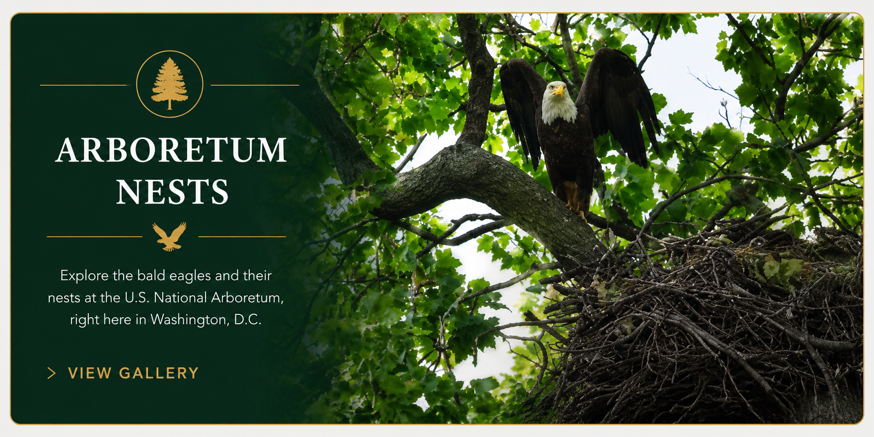 Arboretum Nests gallery banner showing an adult bald eagle beside a nest in a leafy tree at the U.S. National Arboretum.