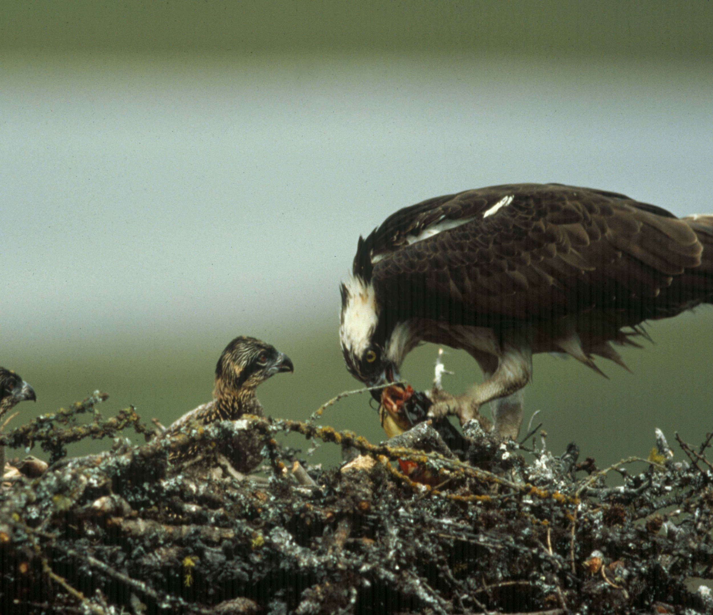 Adult osprey feeding two chicks in a nest.