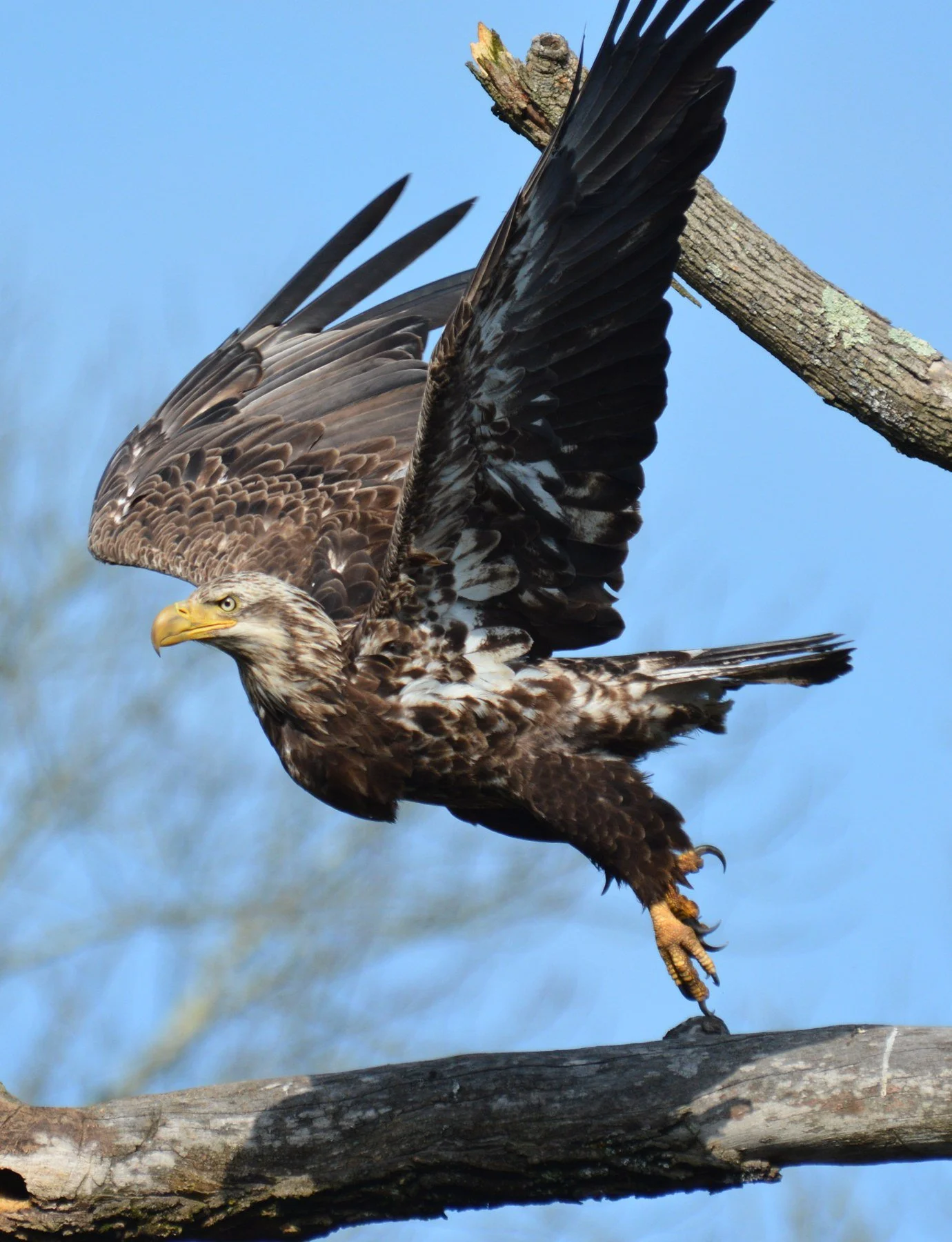 Wings and movement · 19

An immature bald eagle holds its wings high above a horizontal branch. One foot reaches down to the wood while the other hangs clear.

Embedded camera date: 2016-05-31 07:31:50. Camera clock and timezone uncorroborated. Exact