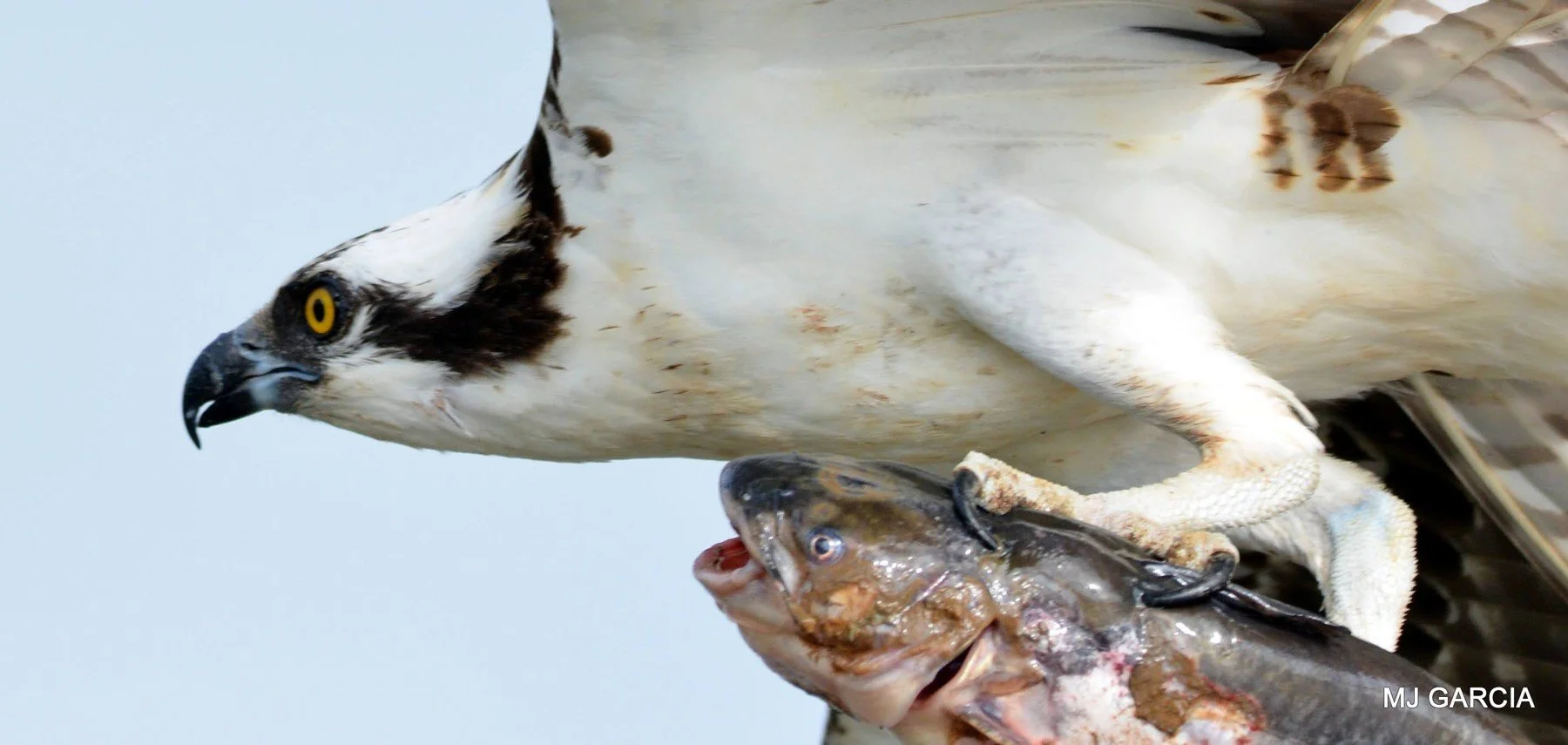 Osprey — The grip

A close view shows an osprey’s head and talons above a fish.

An osprey’s large feet help it grasp fish.

Photography © Michael Garcia | Used with permission