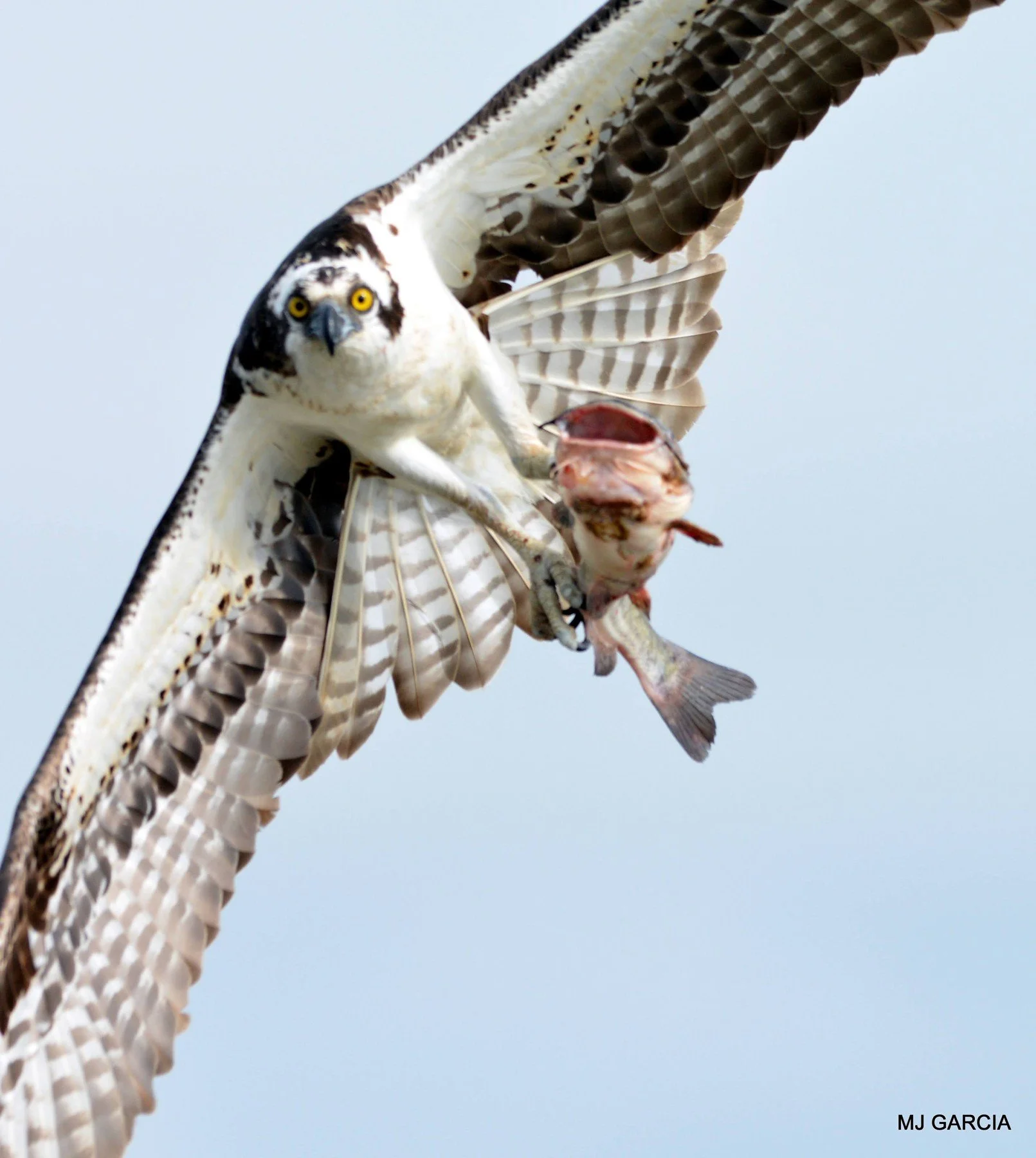 Osprey — A view from below

Seen from below, an osprey carries a fish beneath its pale body and extended wings.

Ospreys can reverse an outer toe to improve their grip on prey.

Photography © Michael Garcia | Used with permission