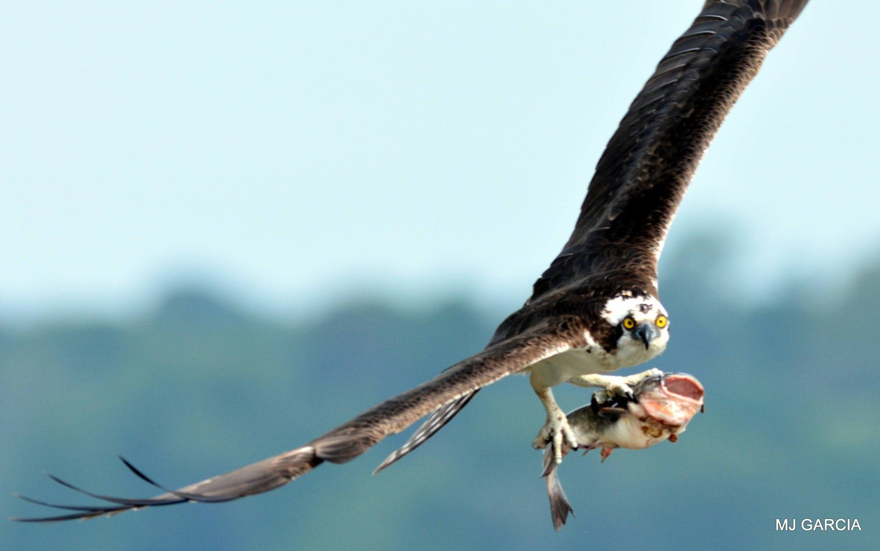 Osprey — Carrying a catch

An osprey flies with a fish held in its talons.

An osprey’s feet are adapted to hold slippery fish.

Photography © Michael Garcia | Used with permission