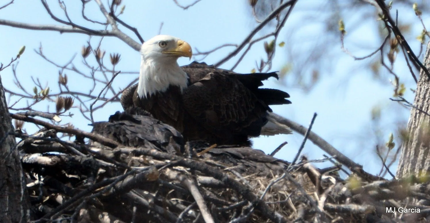 Low among the sticks

A white-headed bald eagle sits low in a broad stick nest among bare branches.

The low posture is visible. Eggs and nestlings are not visible in this frame, so incubation is not established.

April 6, 2018 — embedded camera date