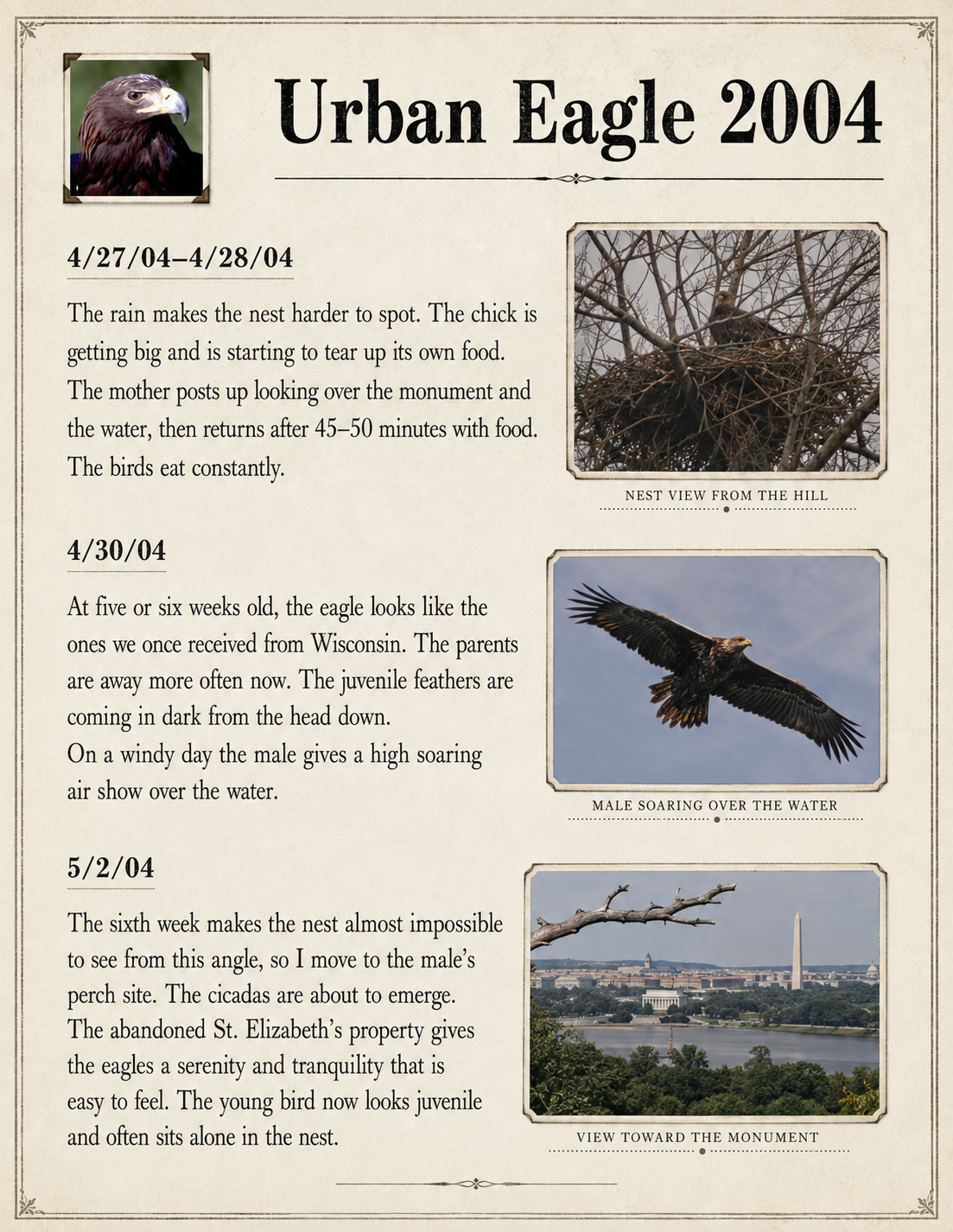Urban Eagle 2004 field journal, April 27–May 2: rain hides the nest, a male soars over the water, and the observer looks from the eagle’s perch toward the Washington Monument.