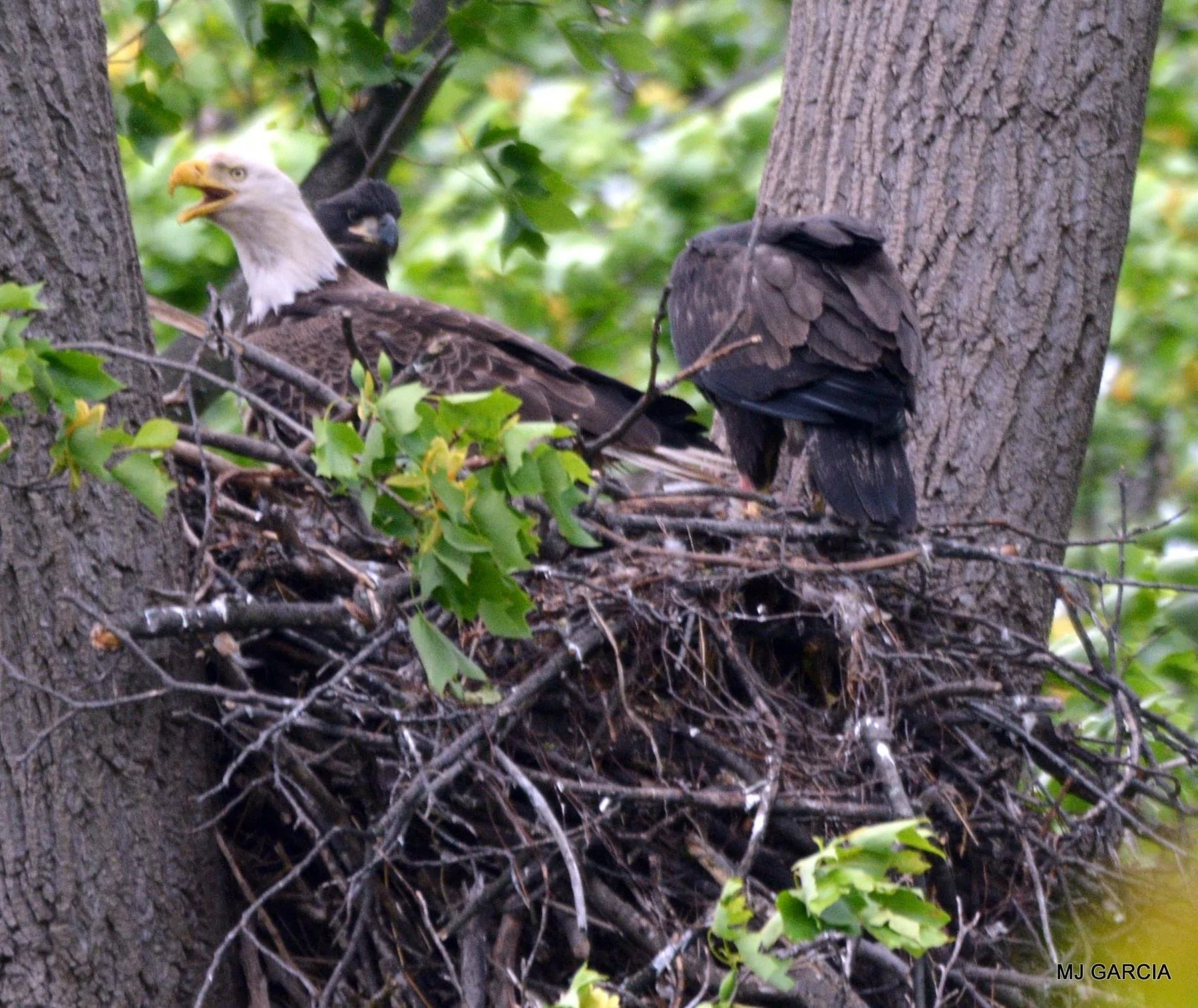 Nest observation · 64

An eagle and a dark young bird occupy a leafy nest between large tree trunks.

Capture date unconfirmed. Exact site pending confirmation.