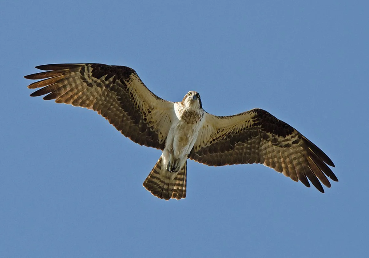 Osprey flying with wings fully extended against a pale sky.