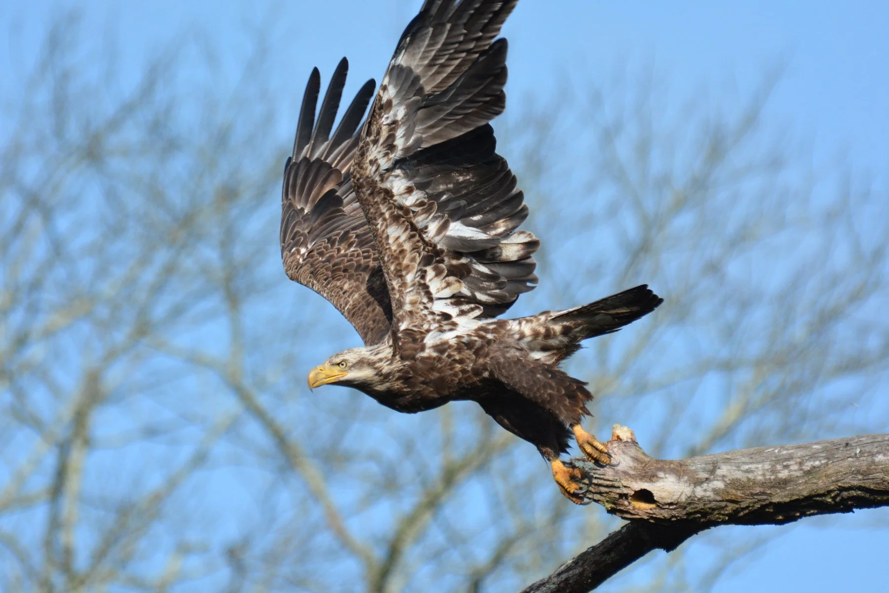 Wings and movement · 21

An immature bald eagle leans forward with both wings raised and its talons gripping a bare branch.

Embedded camera date: 2016-05-31 07:31:51. Camera clock and timezone uncorroborated. Exact site pending confirmation.