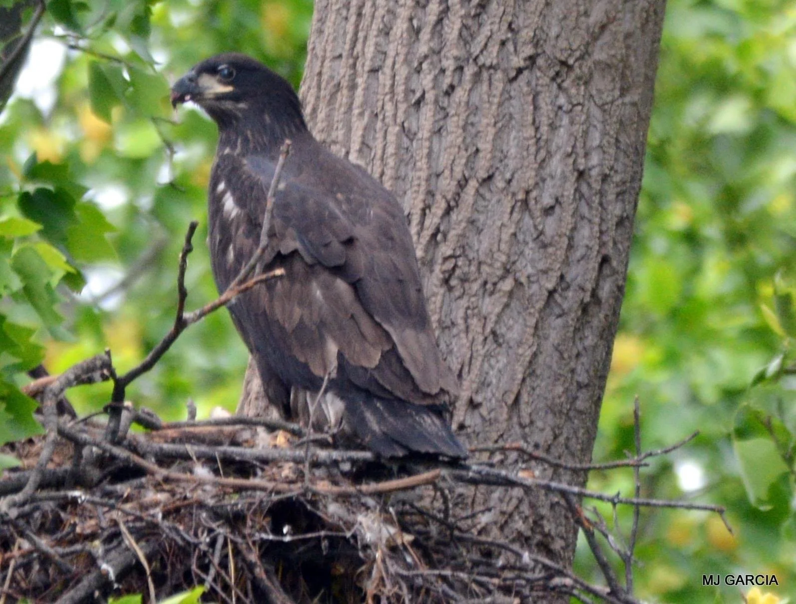 Nest observation · 65

A dark young eagle stands at the edge of a nest with its head turned sideways.

Capture date unconfirmed. Exact site pending confirmation.