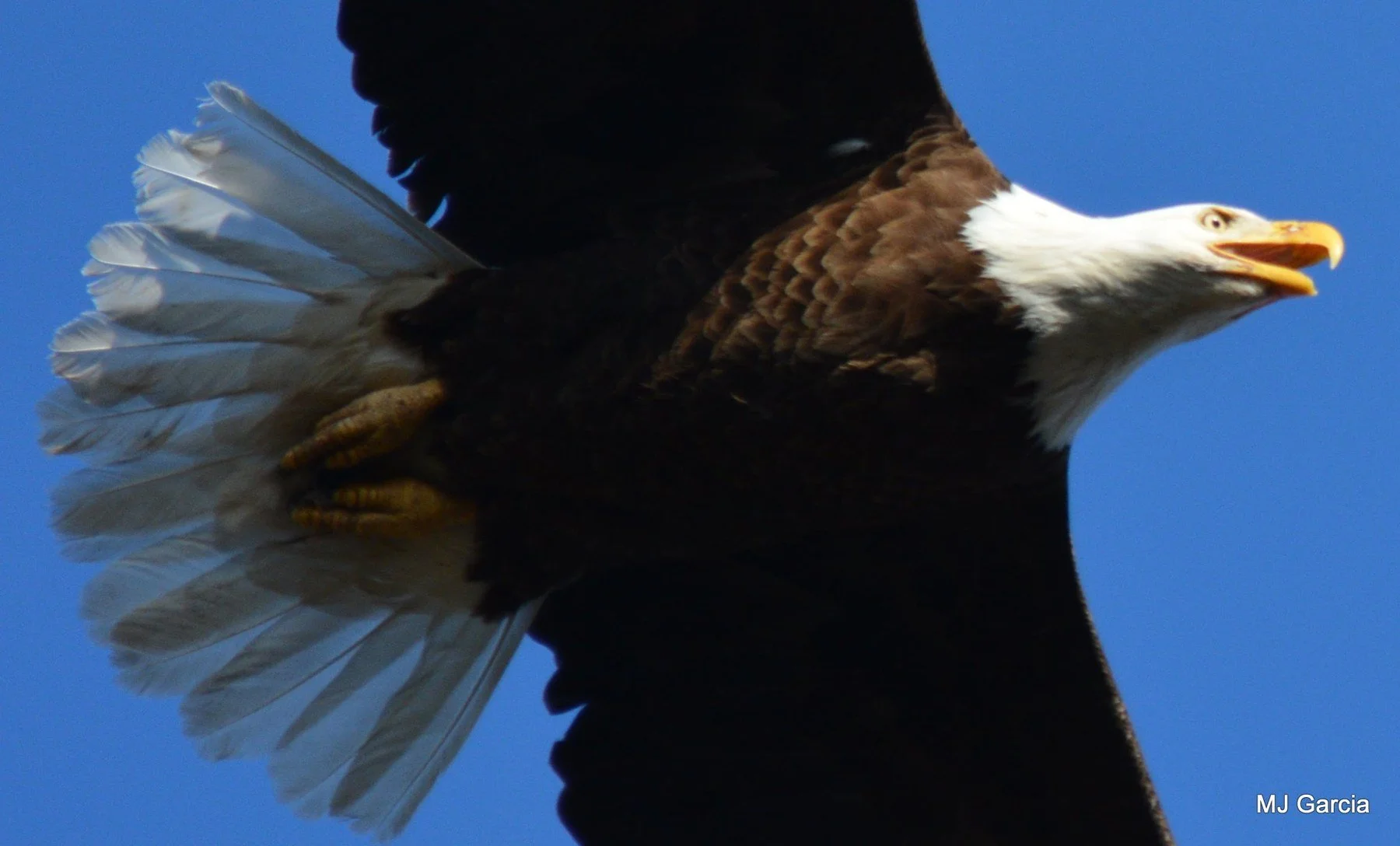 Wings and movement · 18

A close side view shows an eagle in flight with its bill open and white tail spread.

Embedded camera date: 2018-04-08 16:54:04. Camera clock and timezone uncorroborated. Exact site pending confirmation.