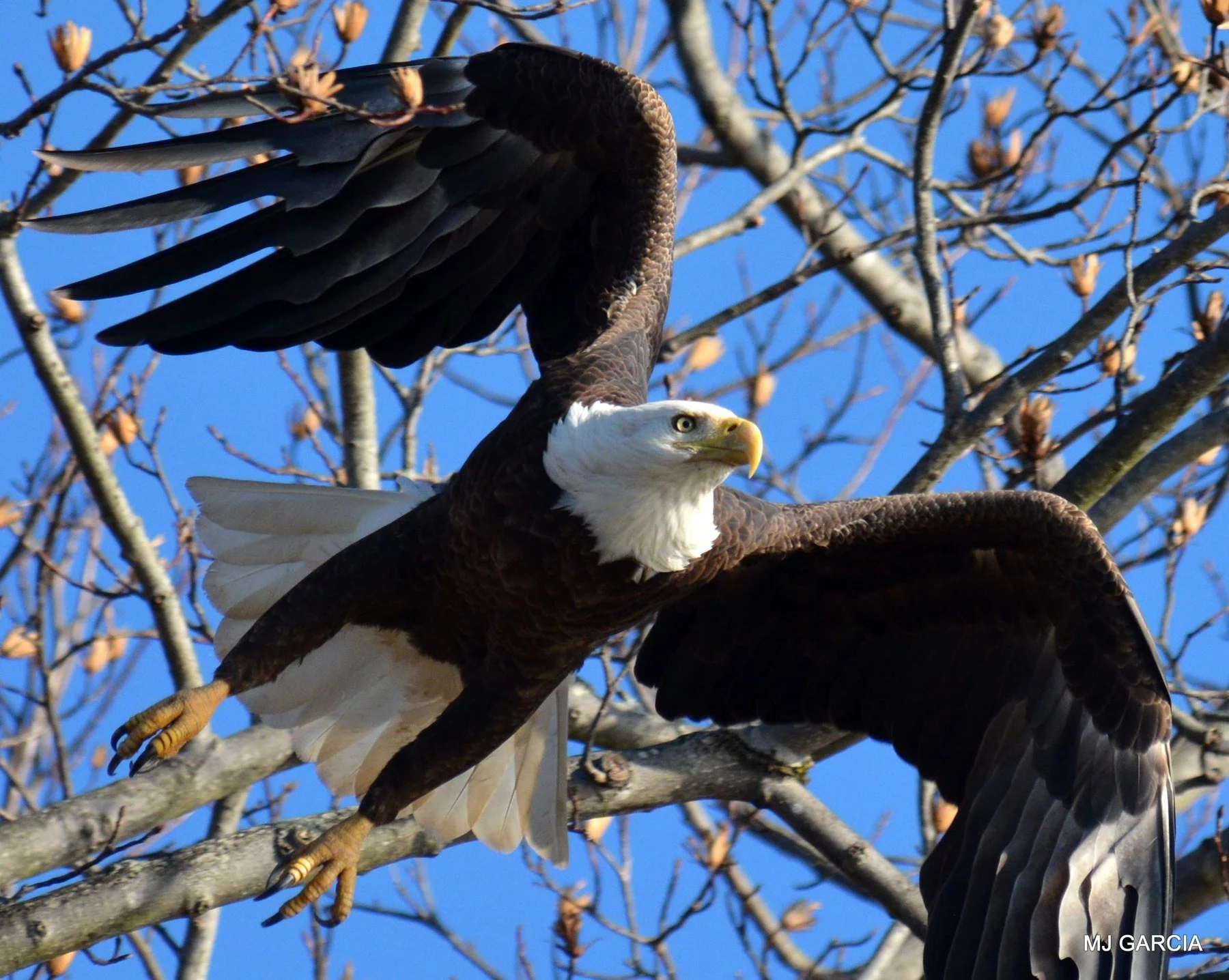 Perches and portraits · 27

An eagle opens both wings with its body rising above a branch.

Embedded camera date: 2019-12-15 10:09:38. Camera clock and timezone uncorroborated. Exact site pending confirmation.