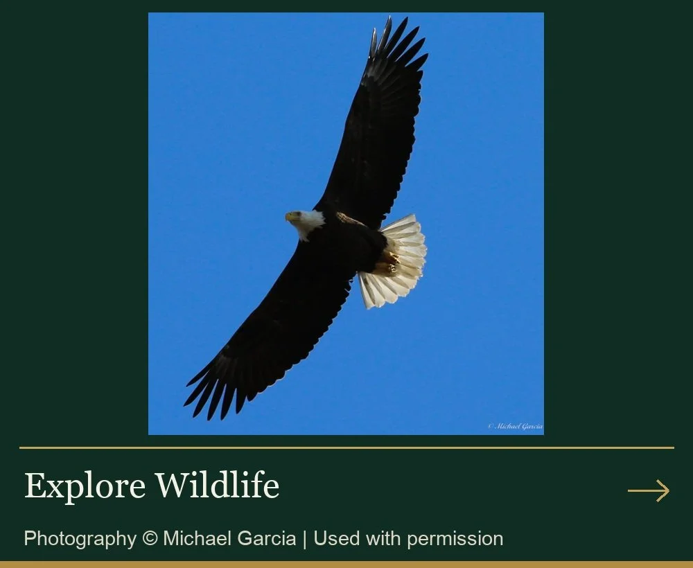 Explore Wildlife